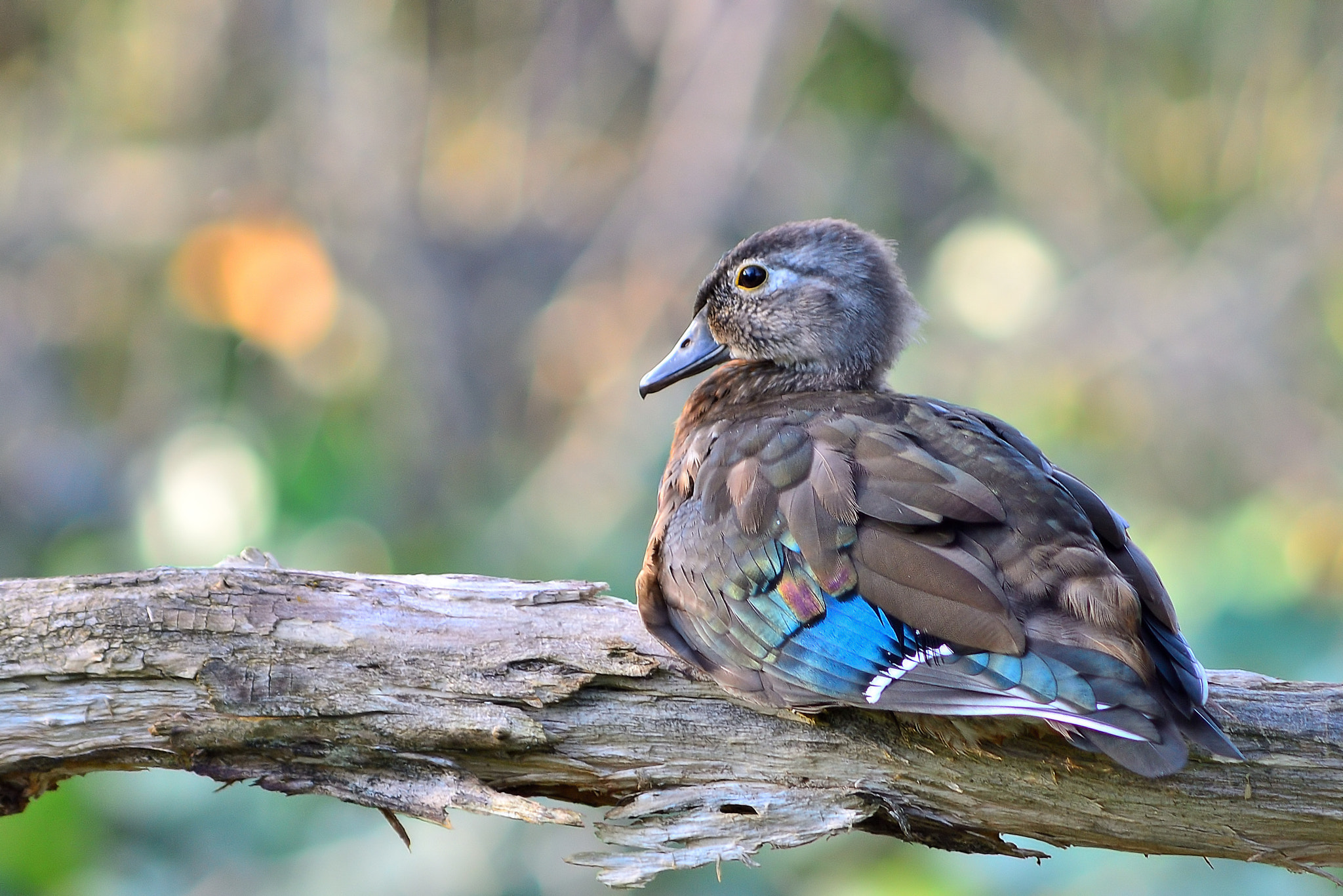 AF Zoom-Nikkor 75-300mm f/4.5-5.6 sample photo. Young wood duck in tree photography