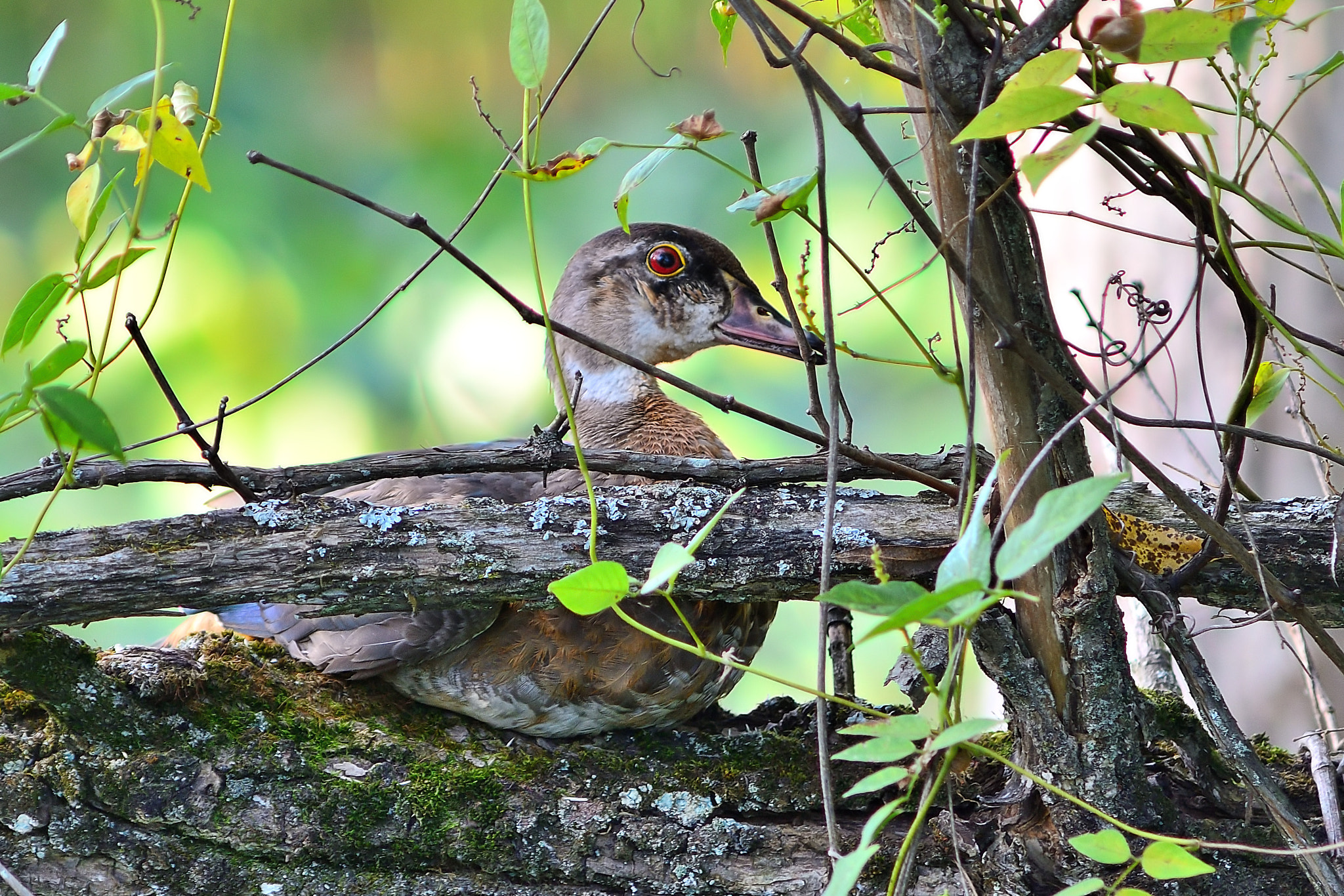 AF Zoom-Nikkor 75-300mm f/4.5-5.6 sample photo. Young wood duck photography