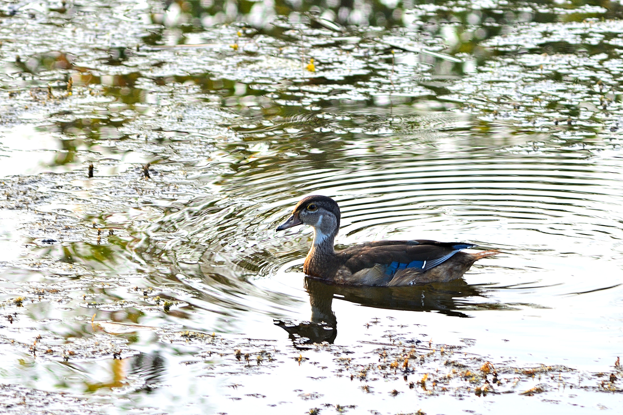Nikon D7000 + AF Zoom-Nikkor 75-300mm f/4.5-5.6 sample photo. Young wood duck in pond photography