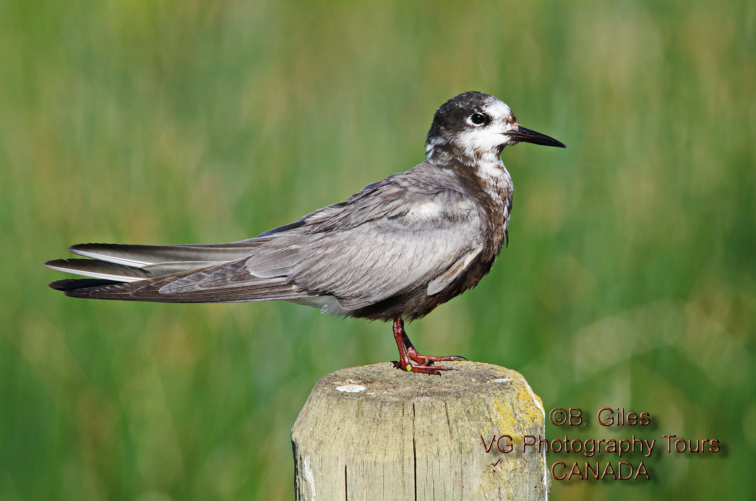 Sigma 150-500mm F5-6.3 DG OS HSM sample photo. Black to white photography