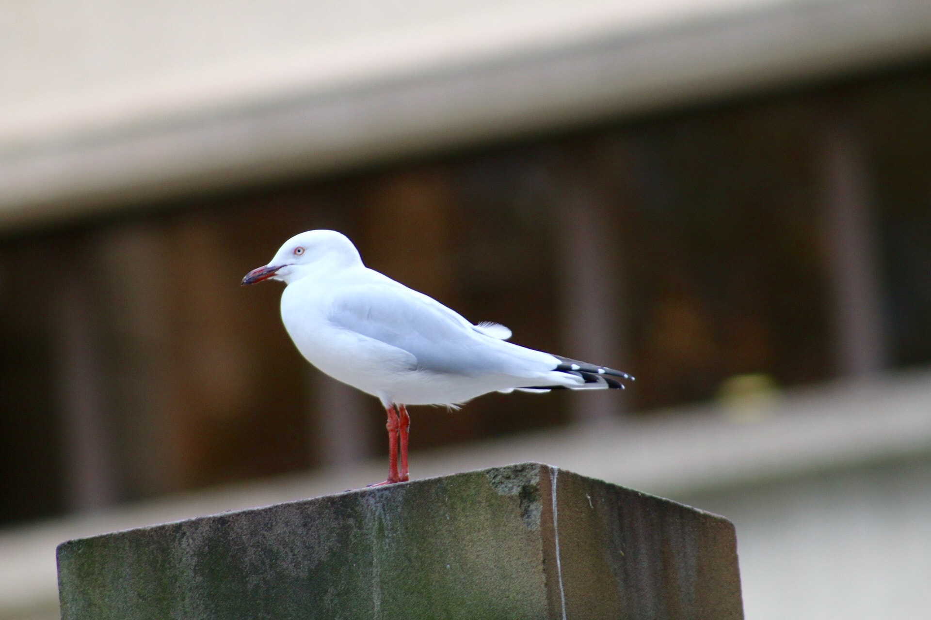 Canon EF75-300mm f/4-5.6 sample photo. I wish i had wings so that i could fly like a bird... photography