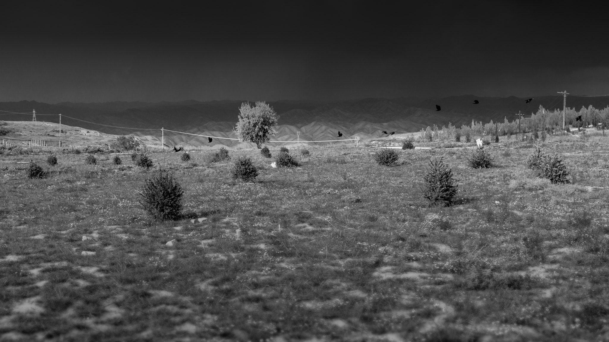 Sony a6000 + Sony FE 28-70mm F3.5-5.6 OSS sample photo. One tree photography