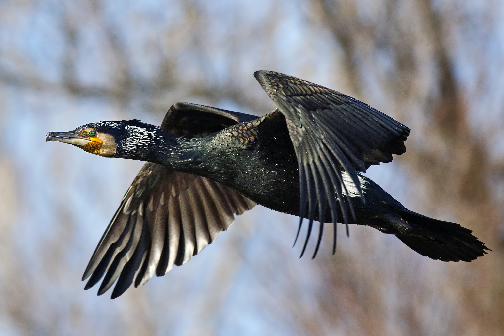 Canon EOS 7D Mark II + Canon EF 500mm f/4.5L sample photo. Cormorant photography