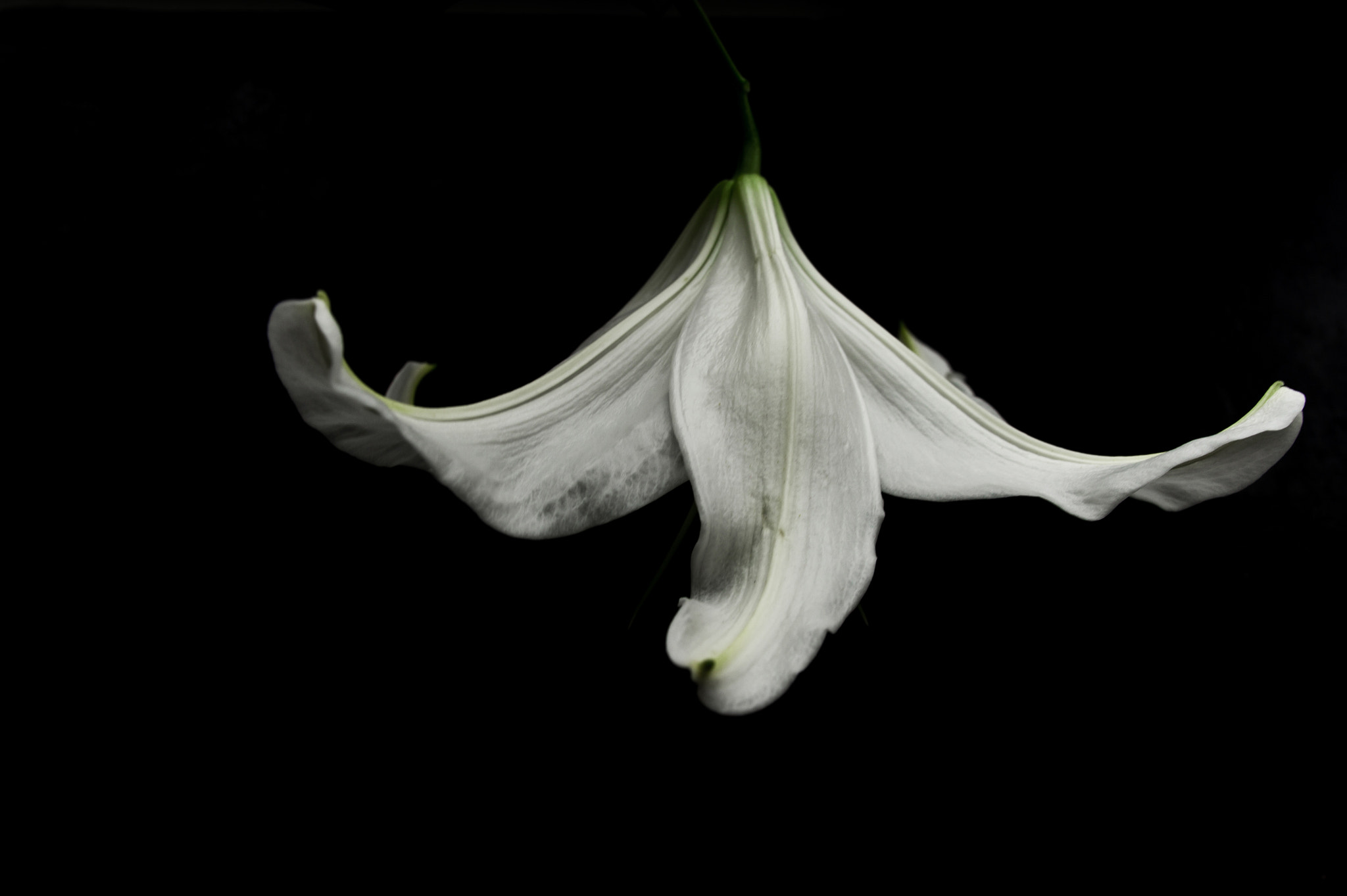 Nikon D700 + Sigma 24mm F1.8 EX DG Aspherical Macro sample photo. White lily on a black background photography