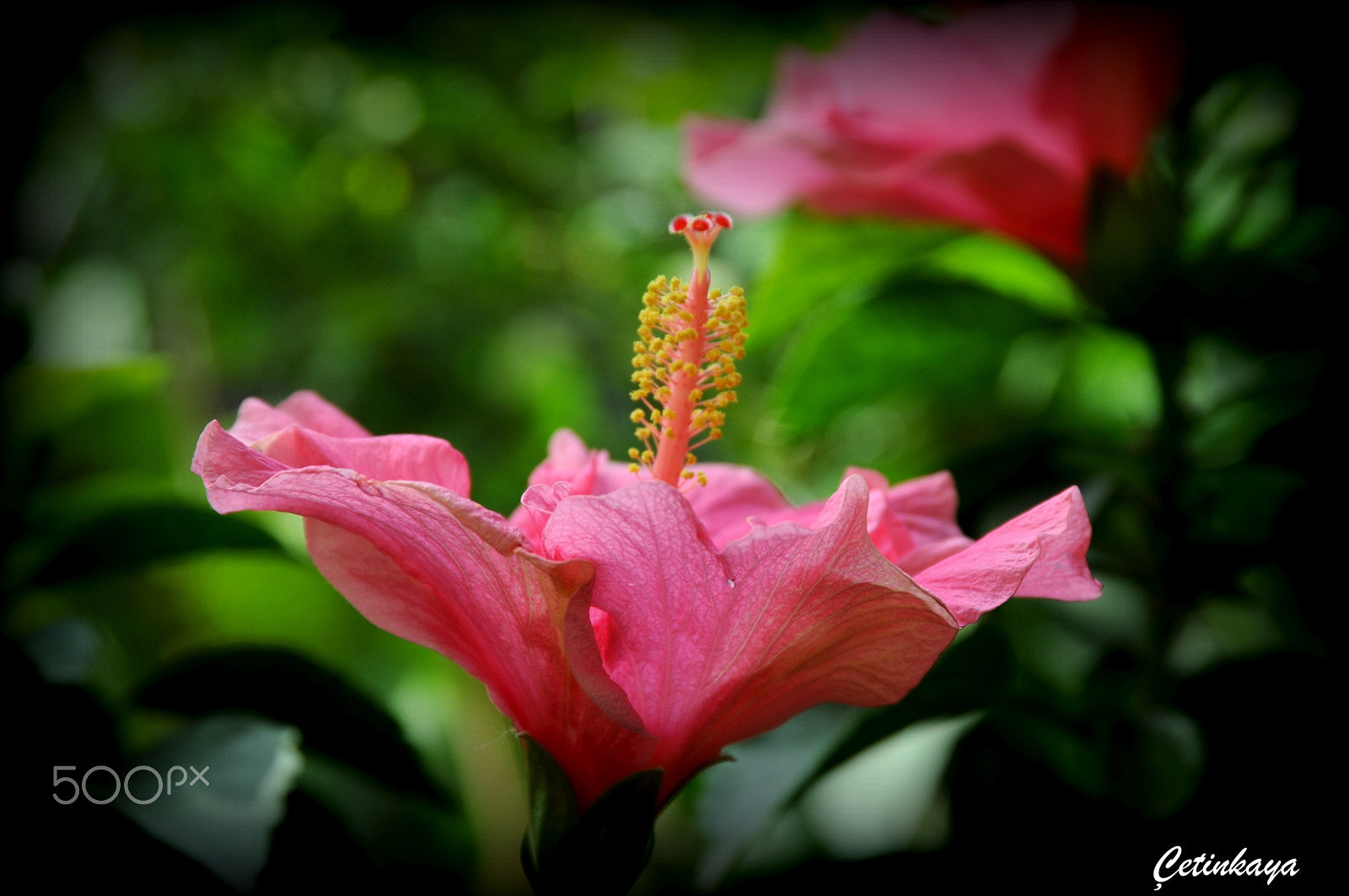 Nikon D300S sample photo. Pink beauty photography