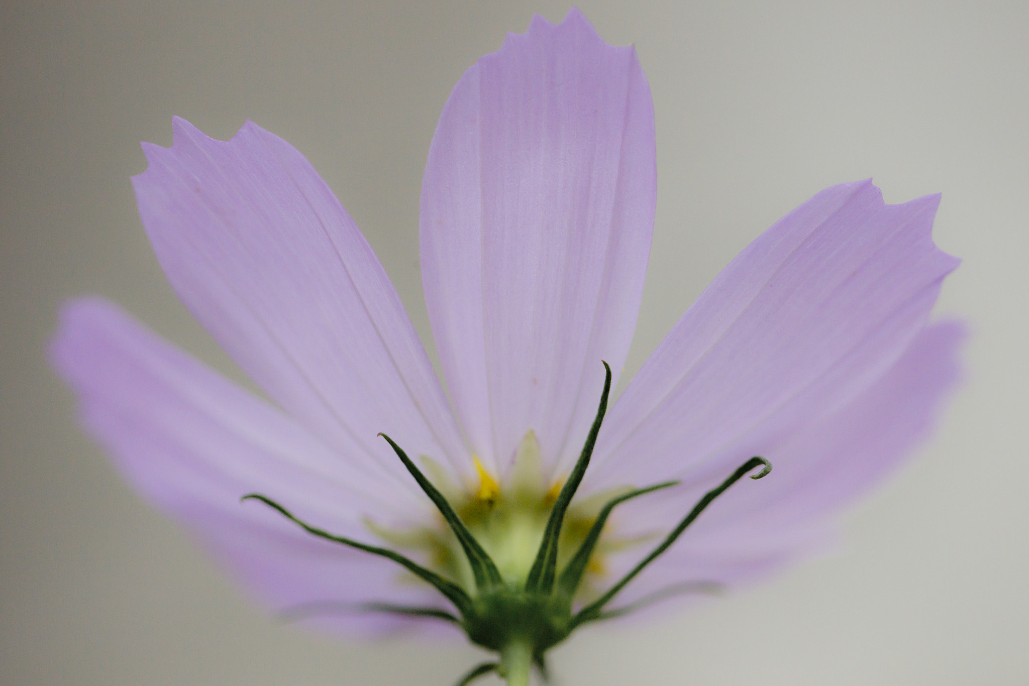 Canon EF 100mm F2.8L Macro IS USM sample photo. Cosmos photography