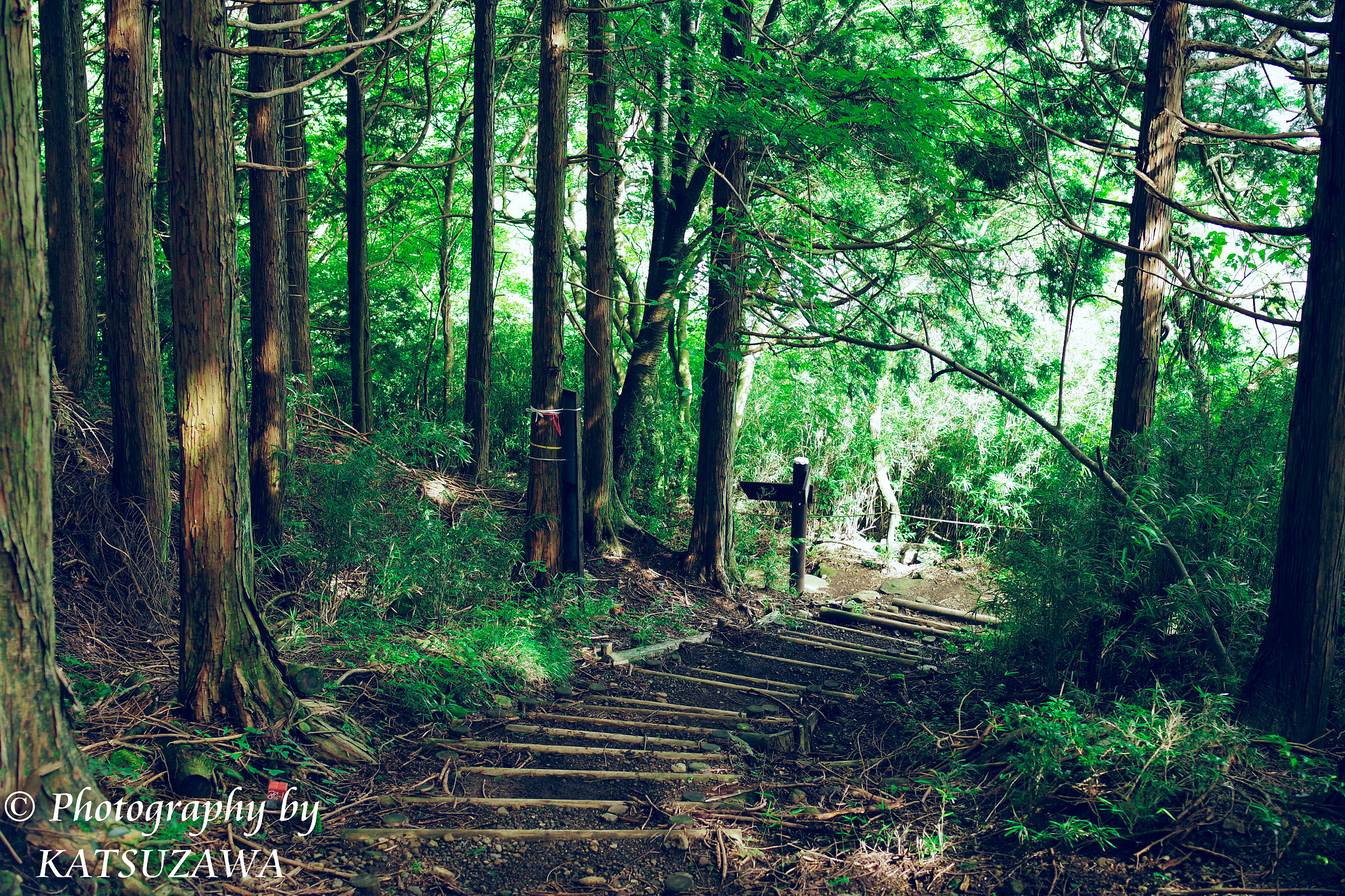 Pentax smc FA 31mm F1.8 AL Limited sample photo. Walk at the double dragon falls

 photography