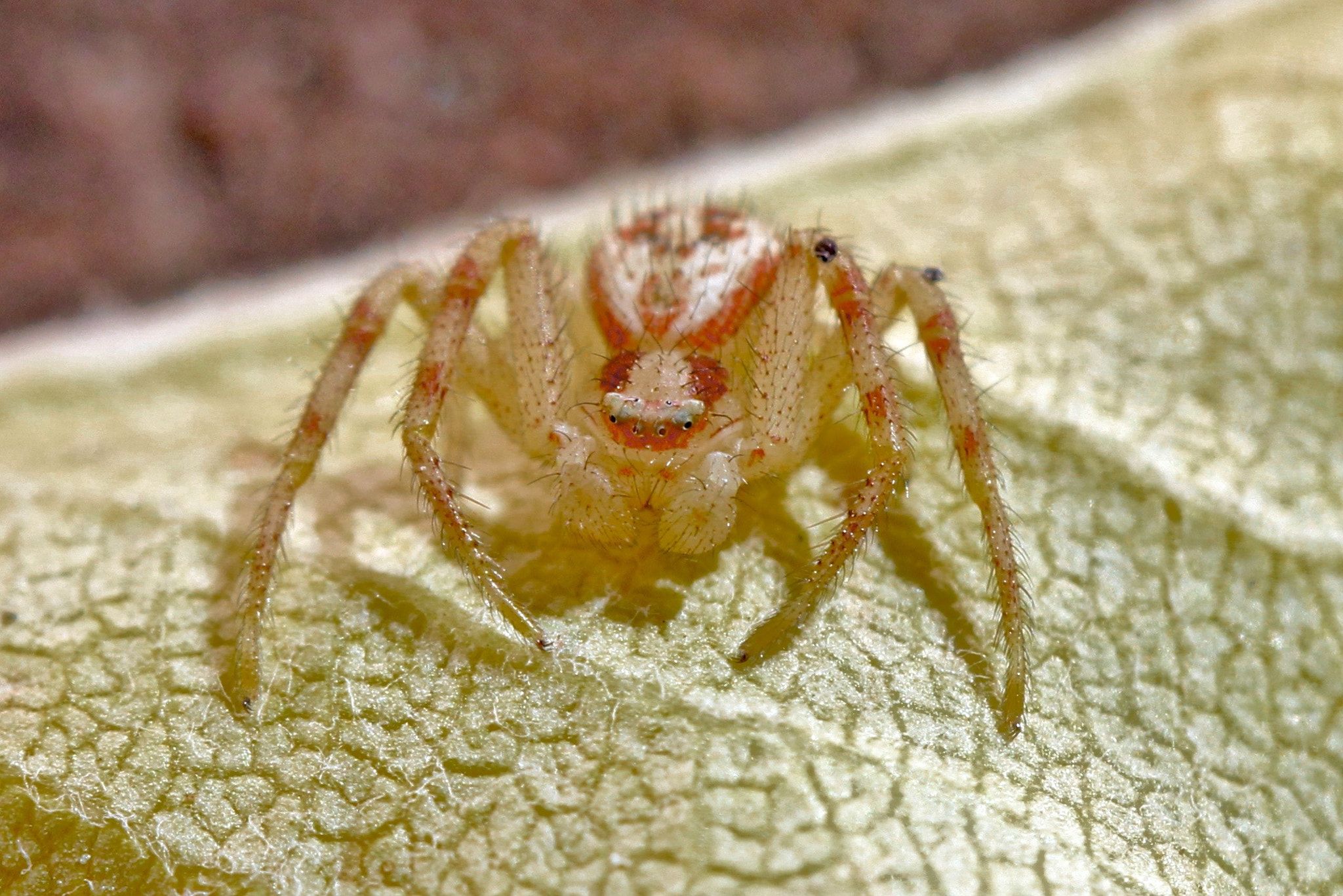 Canon EOS 60D + Canon EF 100mm F2.8L Macro IS USM sample photo. Spider with woman on back photography