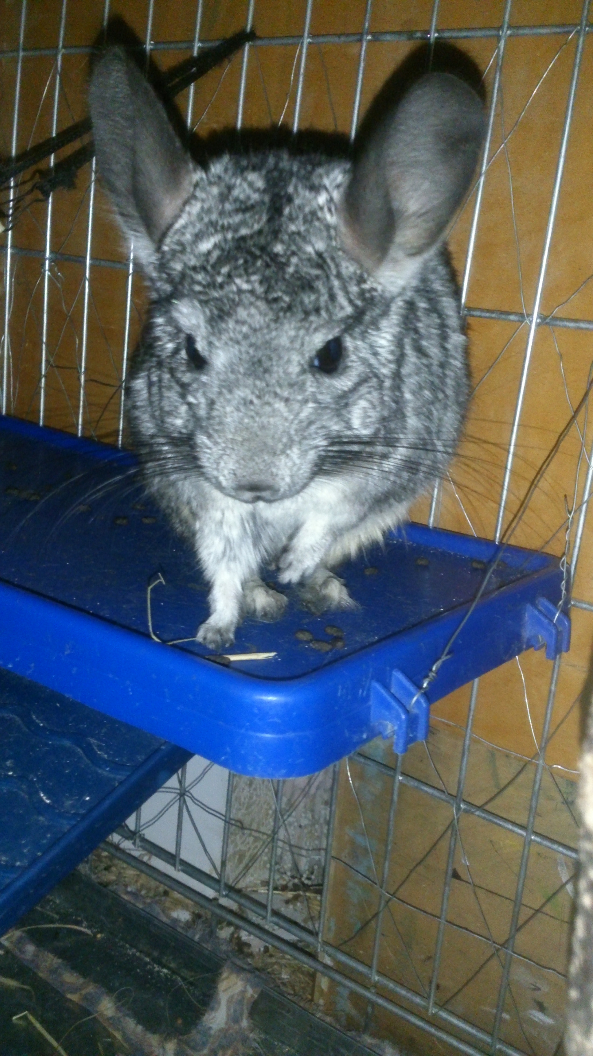 Sony Xperia V sample photo. Little happy photography