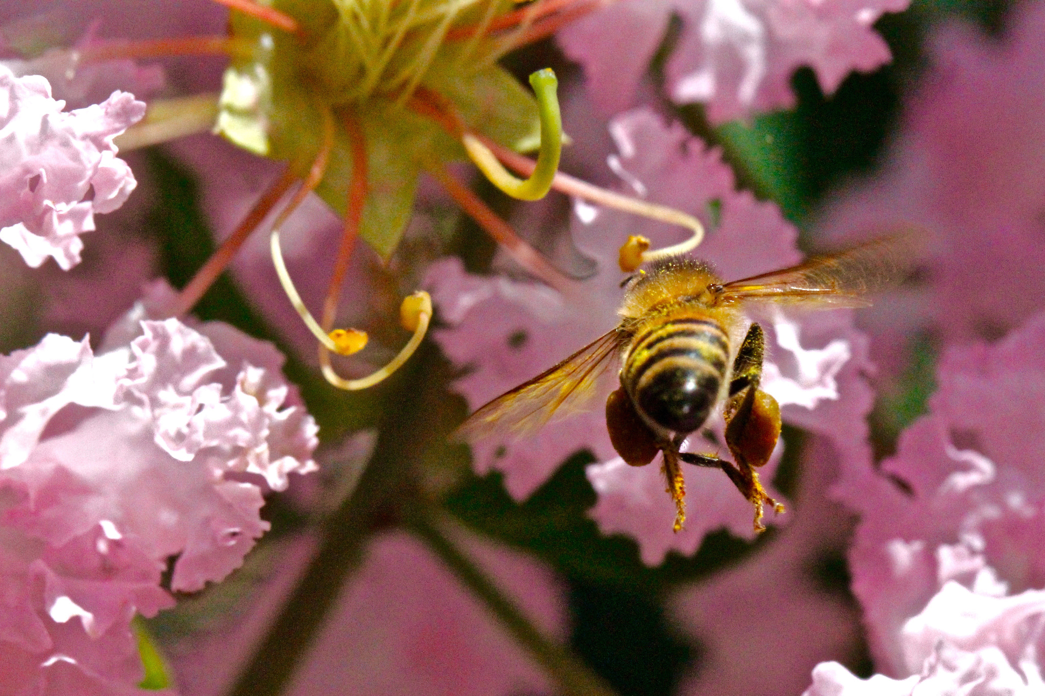 Canon EOS 60D + Canon EF 100mm F2.8L Macro IS USM sample photo. Busy bee photography