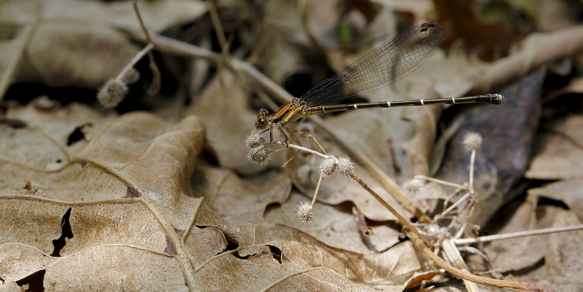 Canon EOS 60D + Canon EF 100mm F2.8L Macro IS USM sample photo. Hidden damsel photography