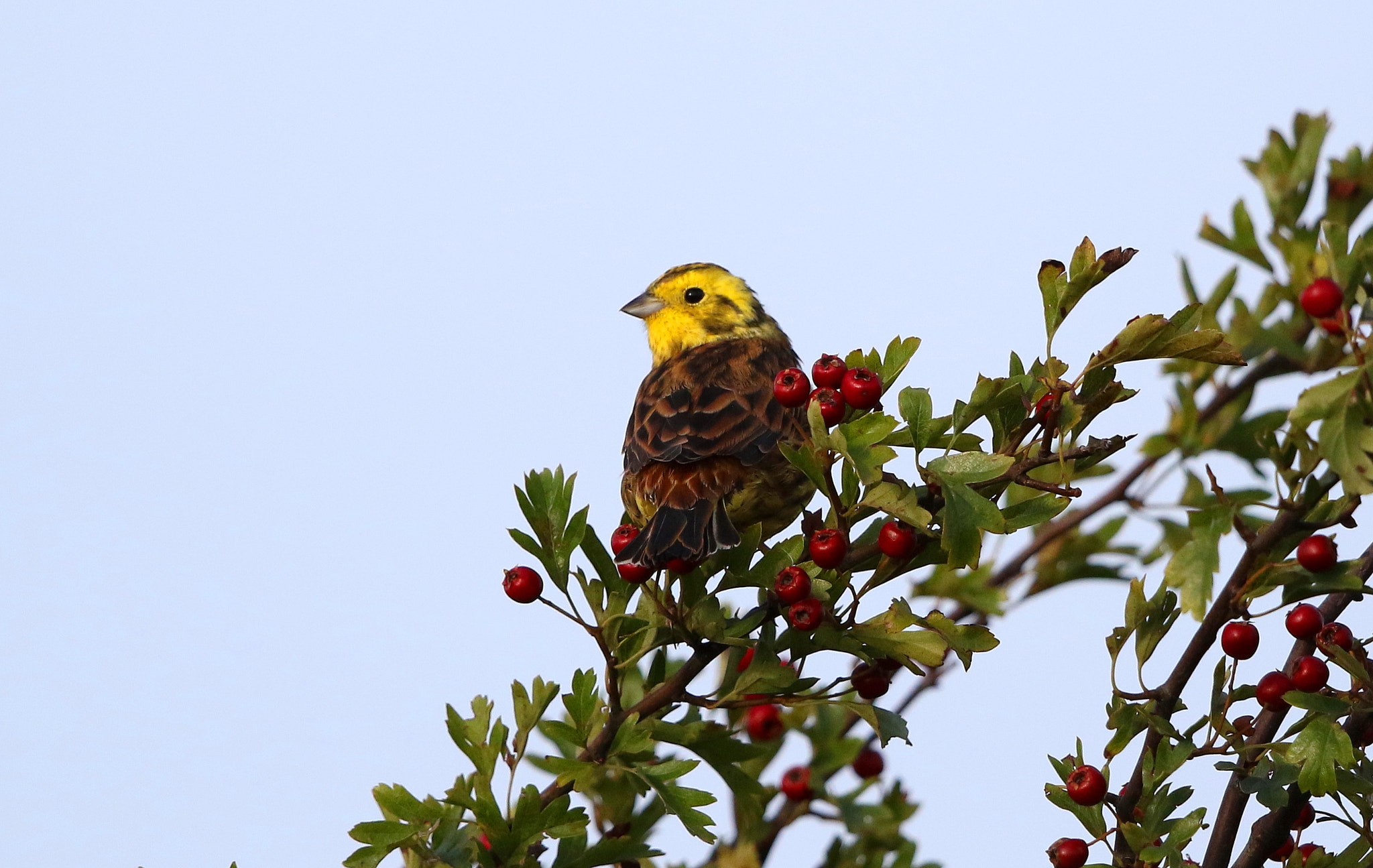 Canon EF 500mm F4L IS II USM sample photo. Yellowhammer photography