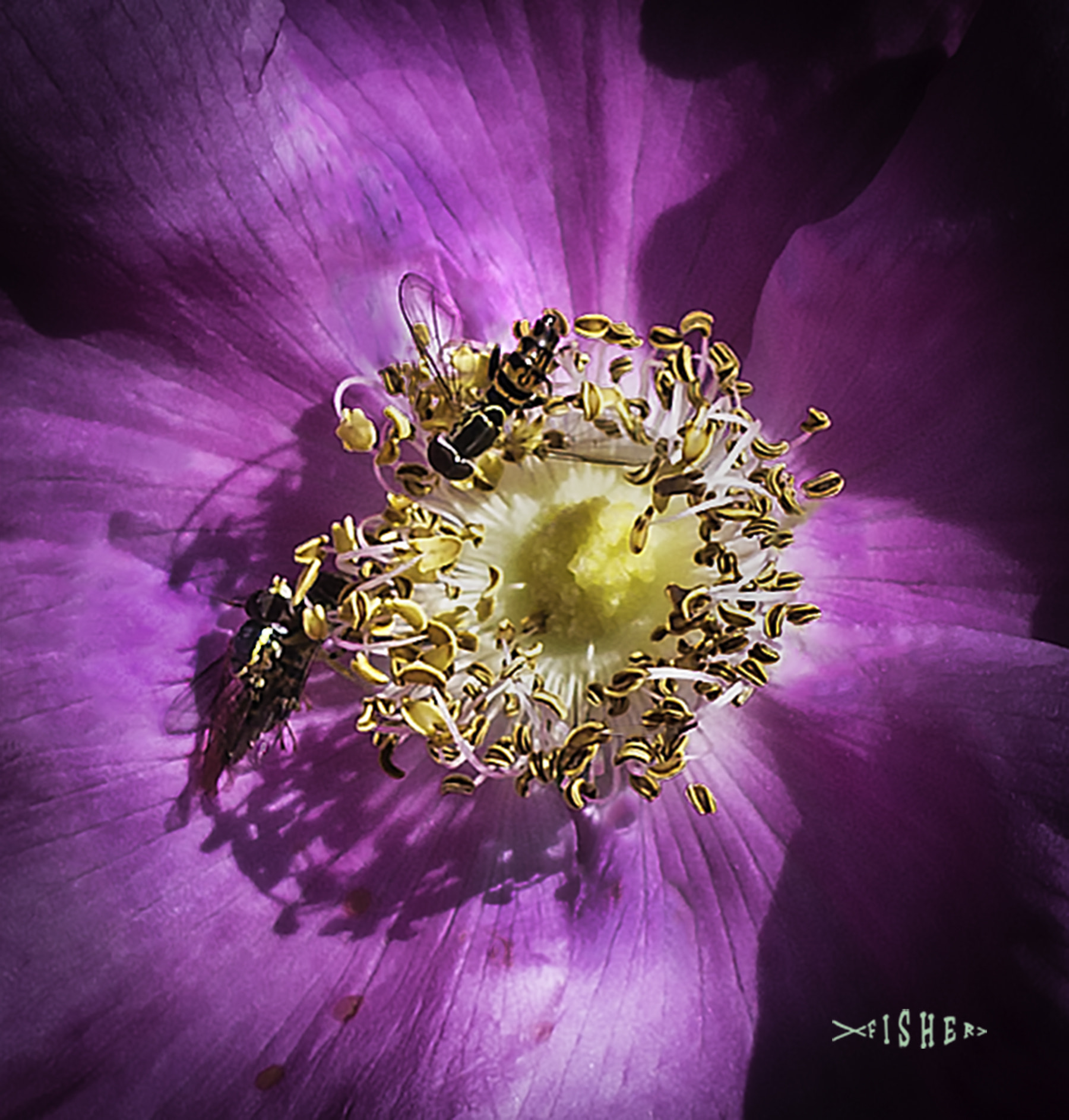 Canon EF 40mm F2.8 STM sample photo. Flower - a pseudo macro photography