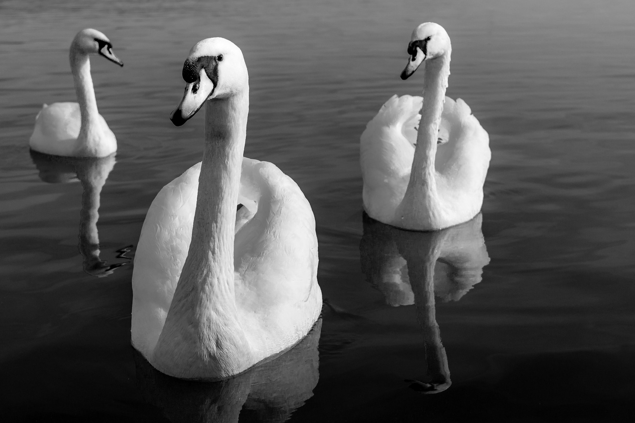 Olympus OM-D E-M10 sample photo. Danube swans photography