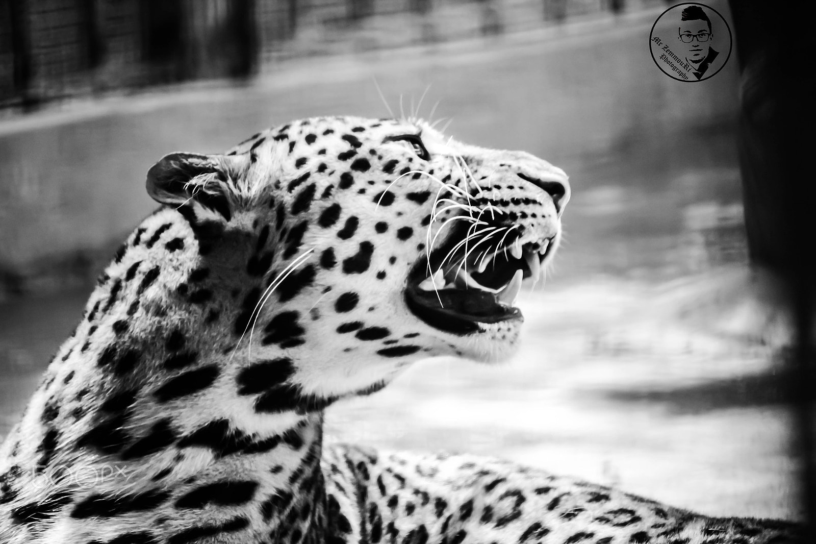 Canon EF-S 55-250mm F4-5.6 IS STM sample photo. Tiger photography