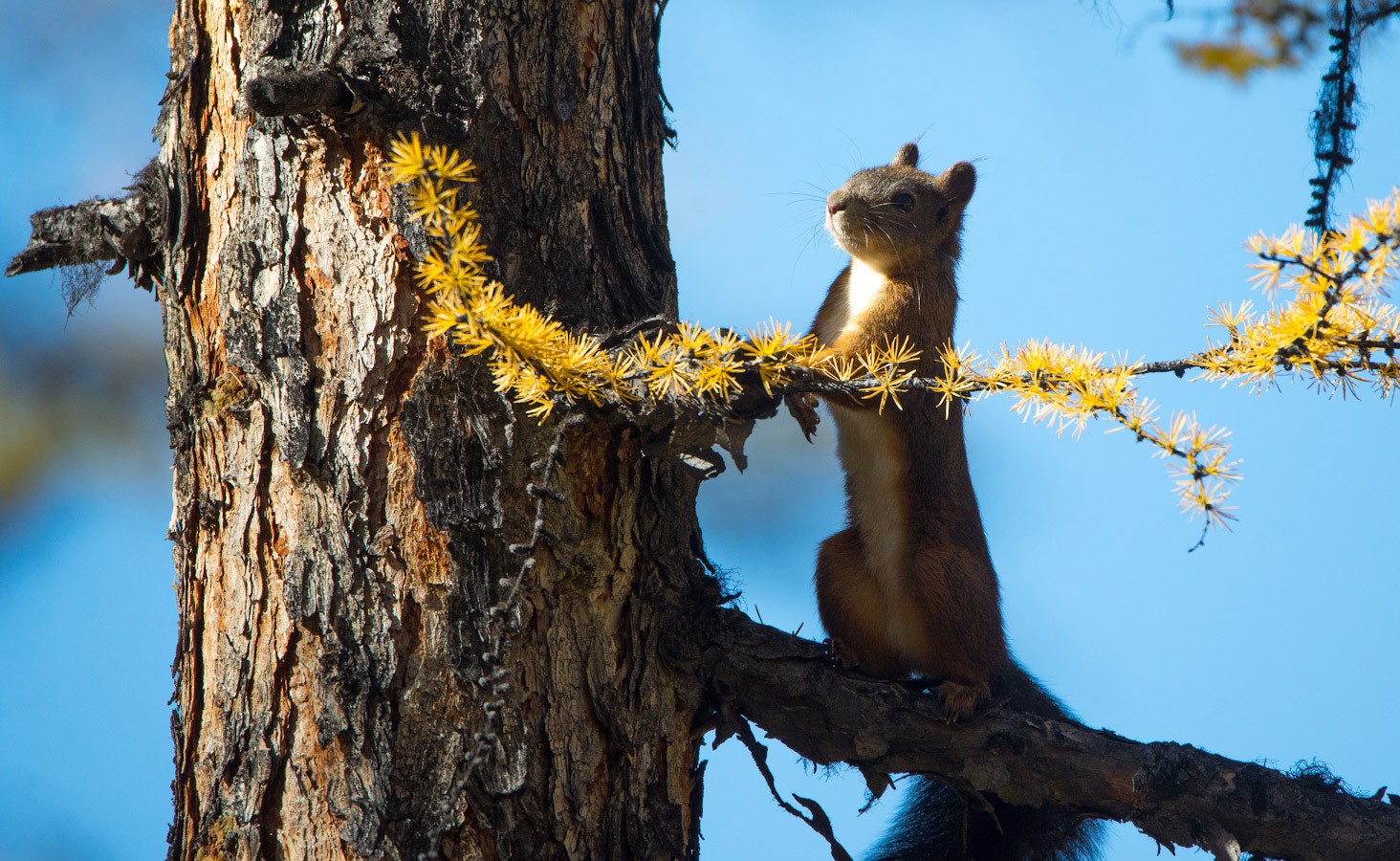 Sigma 150-600mm F5-6.3 DG OS HSM | C sample photo. Squirrell photography