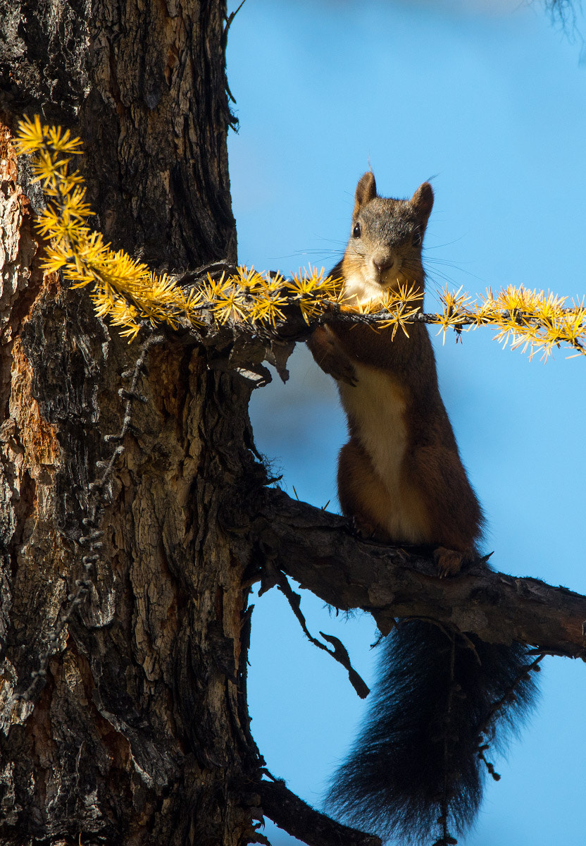 Sigma 150-600mm F5-6.3 DG OS HSM | C sample photo. Squirrell photography
