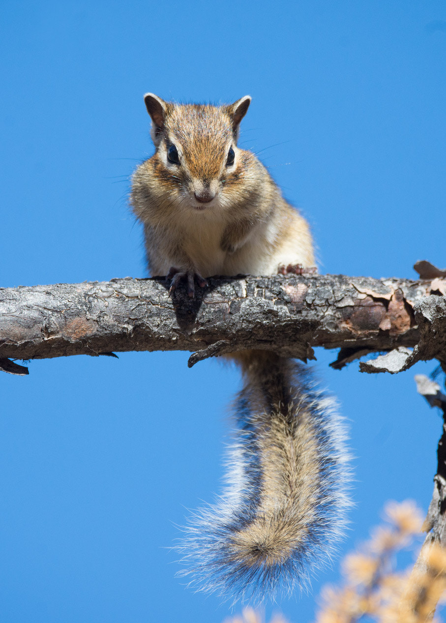Sigma 150-600mm F5-6.3 DG OS HSM | C sample photo. Chipmunk photography