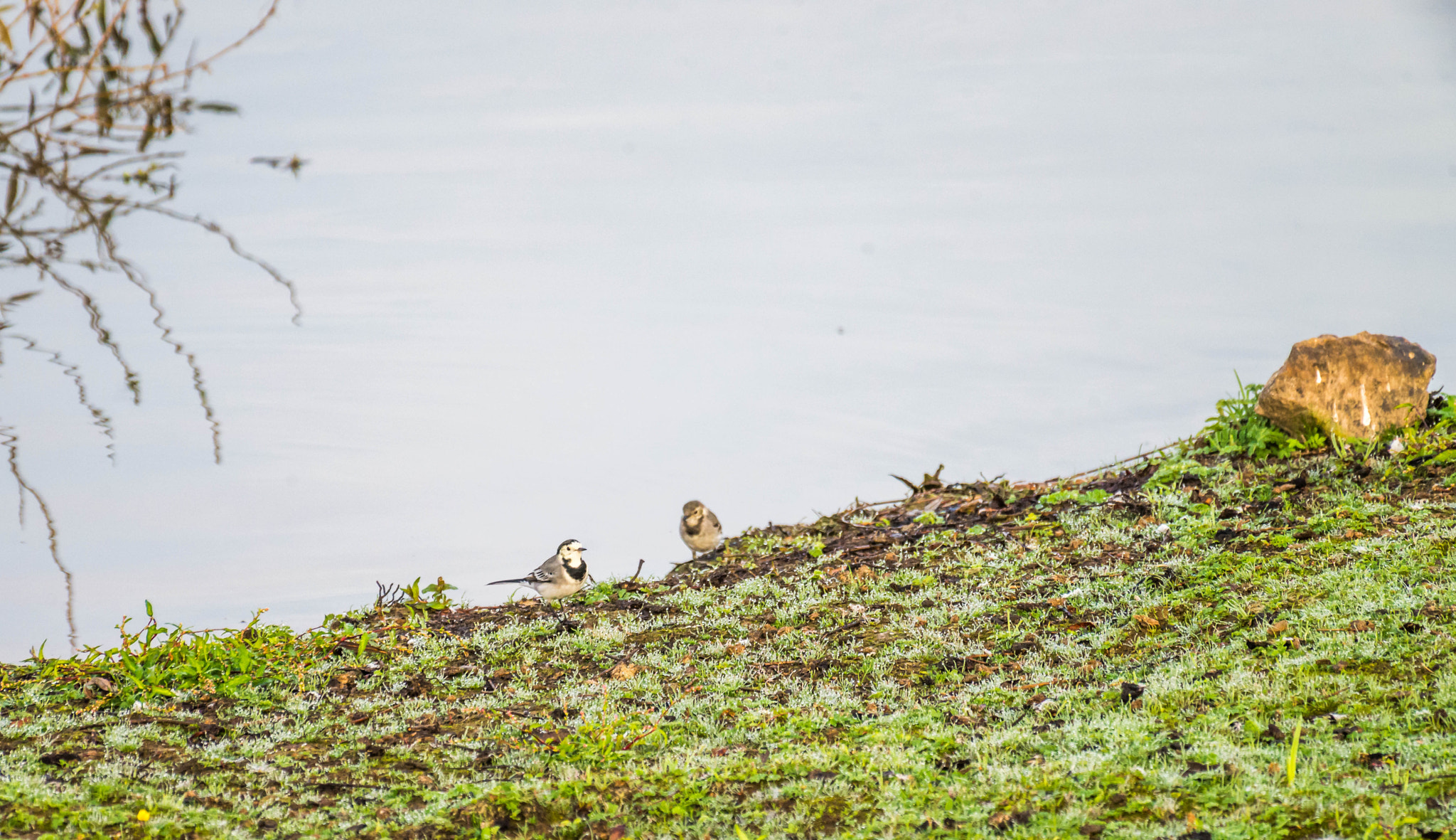 Nikon AF-S Nikkor 200-500mm F5.6E ED VR sample photo. Bergeronnette grise ( couples) photography