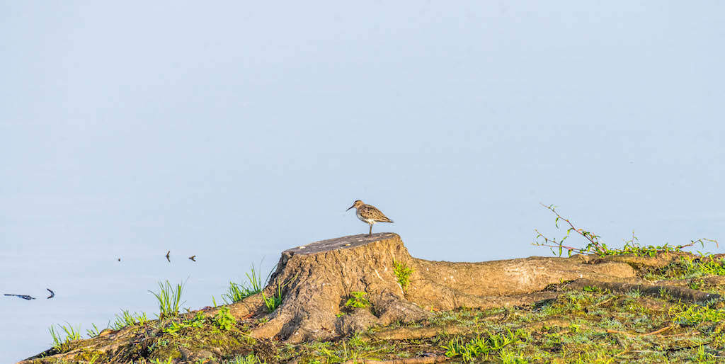 Nikon AF-S Nikkor 200-500mm F5.6E ED VR sample photo. Bécasseau photography
