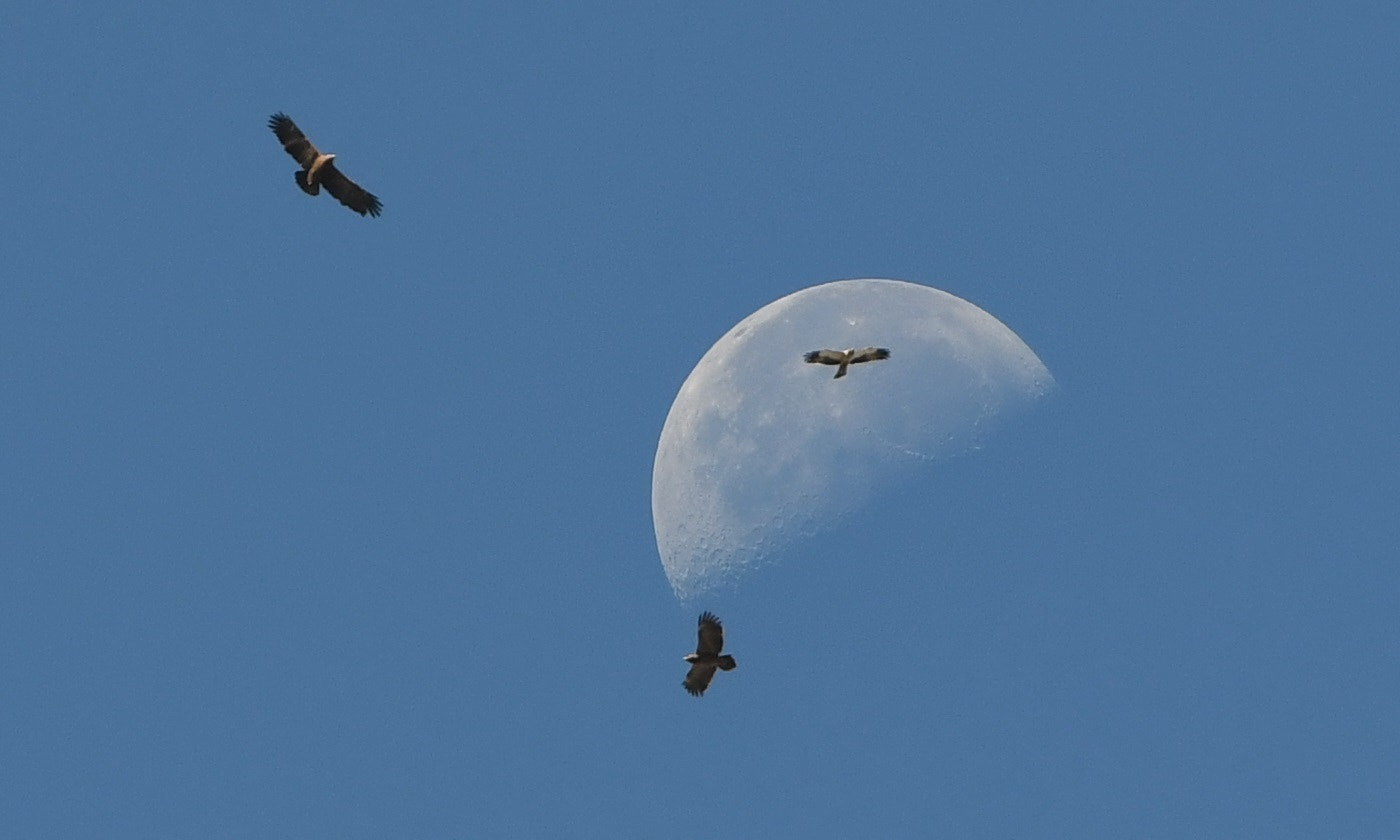 Tamron SP 70-200mm F2.8 Di VC USD sample photo. Early flights, late moon photography