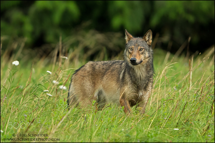 Canon EOS-1D X + Canon EF 600mm F4L IS II USM sample photo. Gray wolf photography