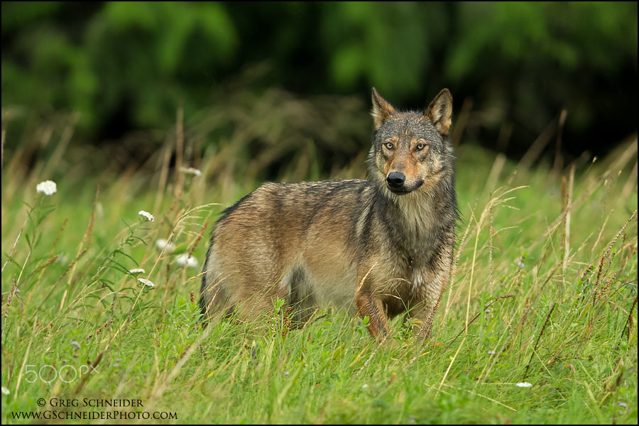 Canon EF 600mm F4L IS II USM sample photo. Gray wolf photography