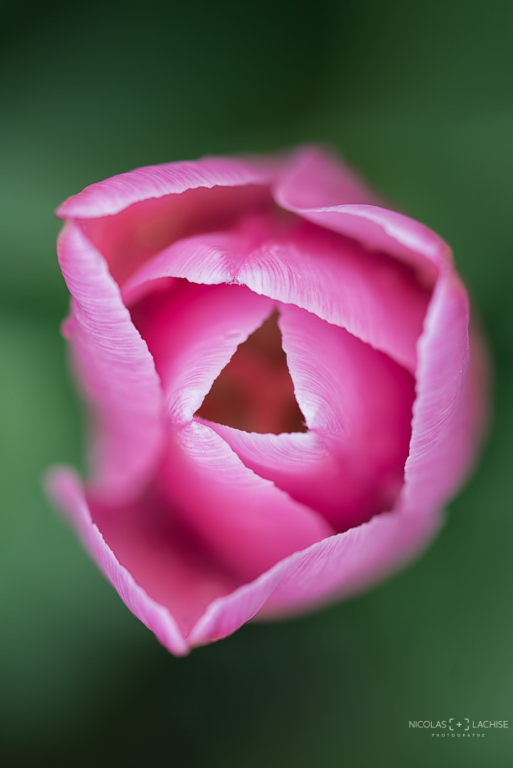 Nikon D800 sample photo. Pink flower photography