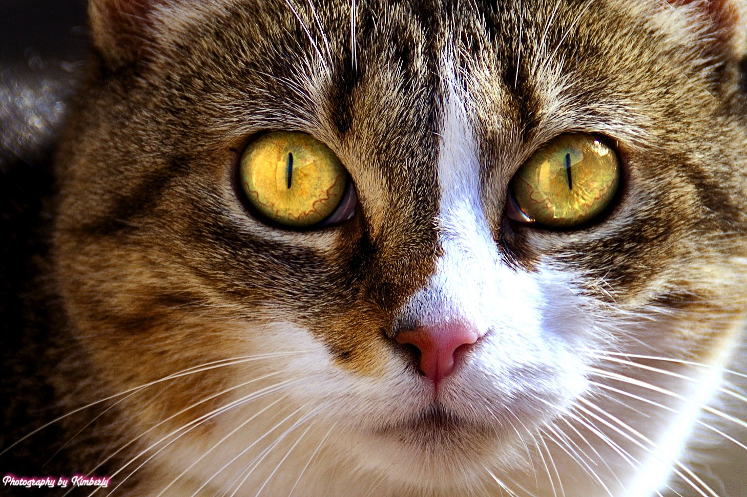 Sony SLT-A57 sample photo. Hypnotic eyes photography