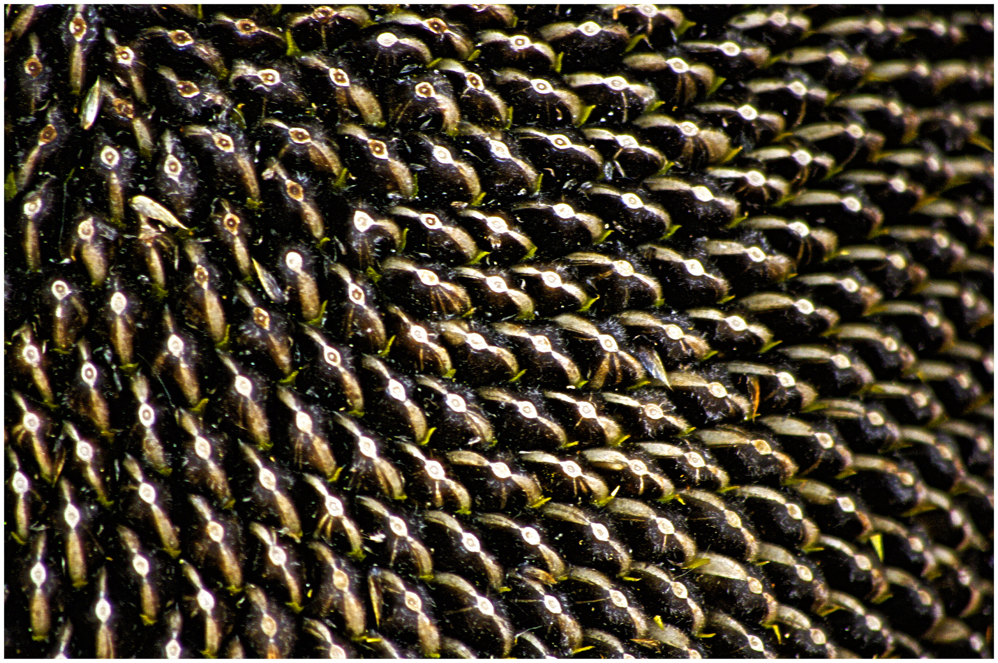 Pentax smc DA 55-300mm F4.0-5.8 ED sample photo. Pipas photography
