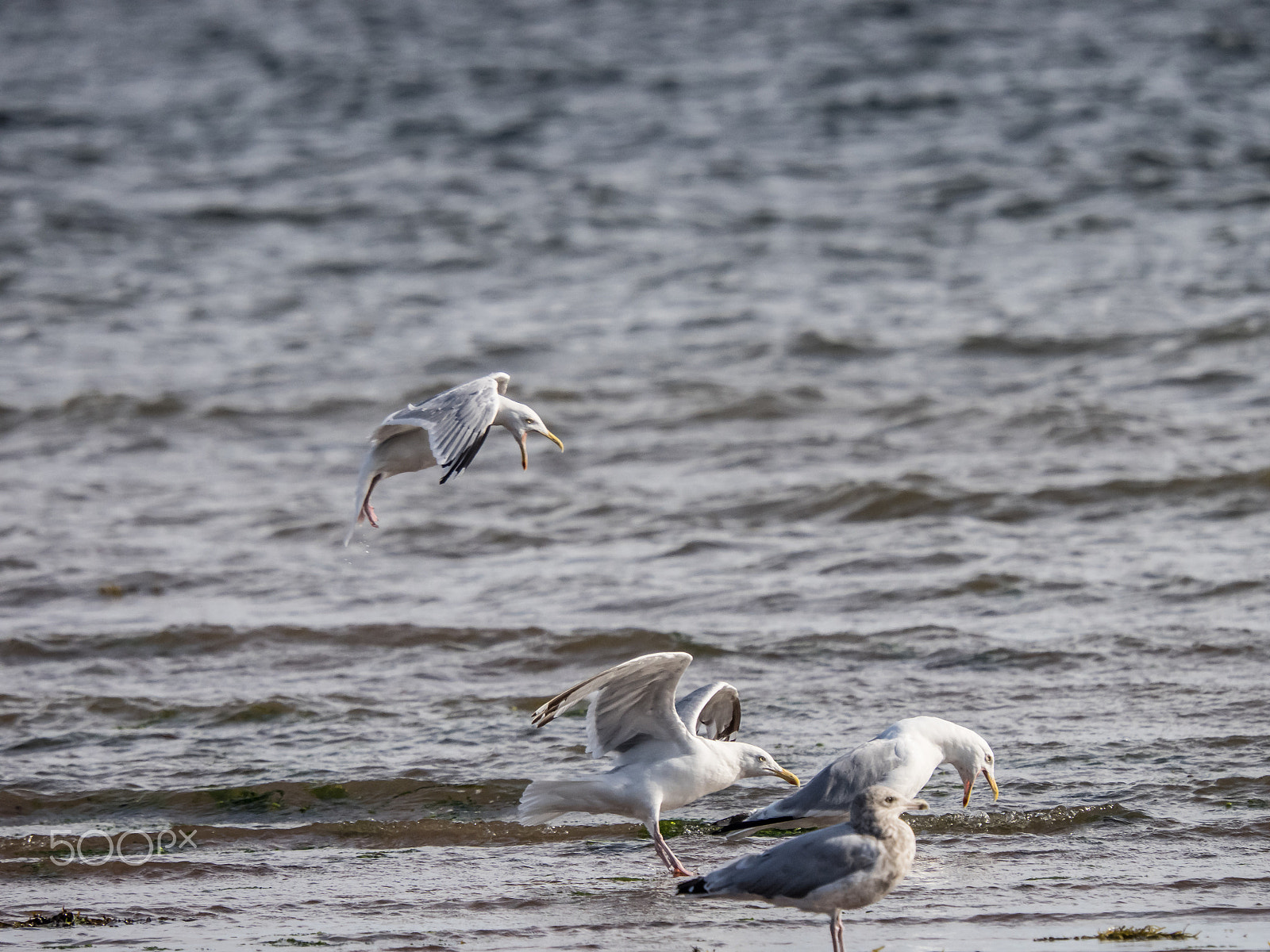 Olympus OM-D E-M1 + SIGMA 50-500mm F4-6.3 DG HSM sample photo. Shout! photography