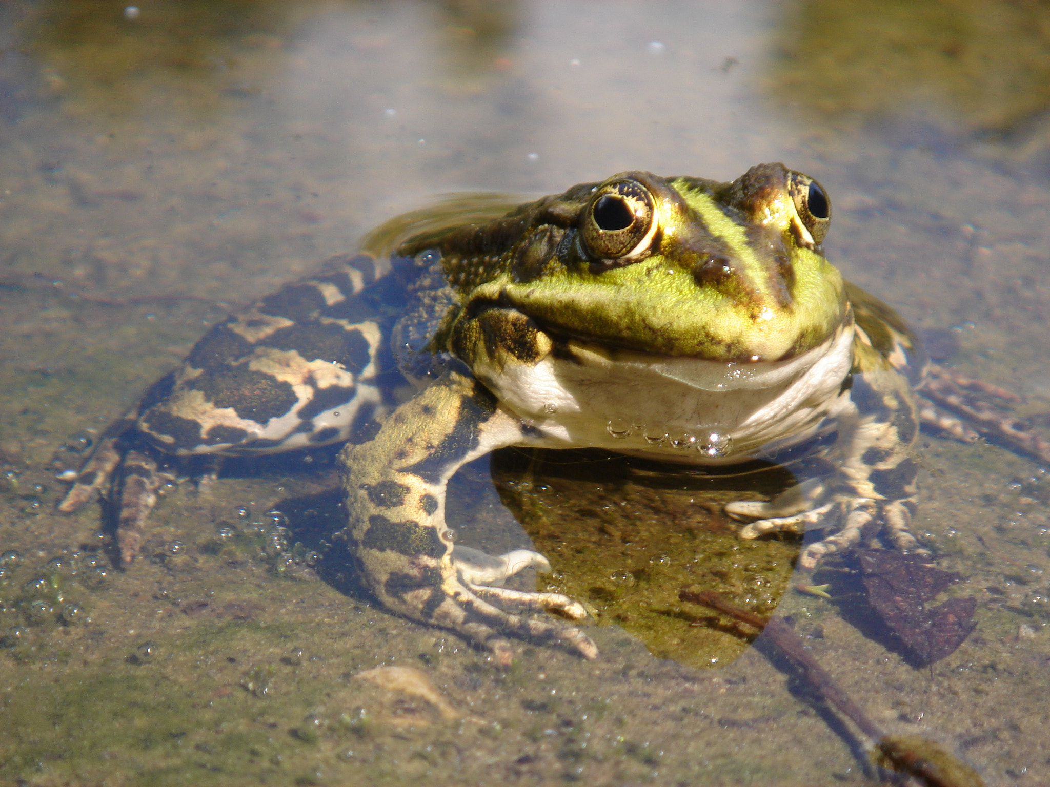 Sony DSC-T7 sample photo. Frog photography