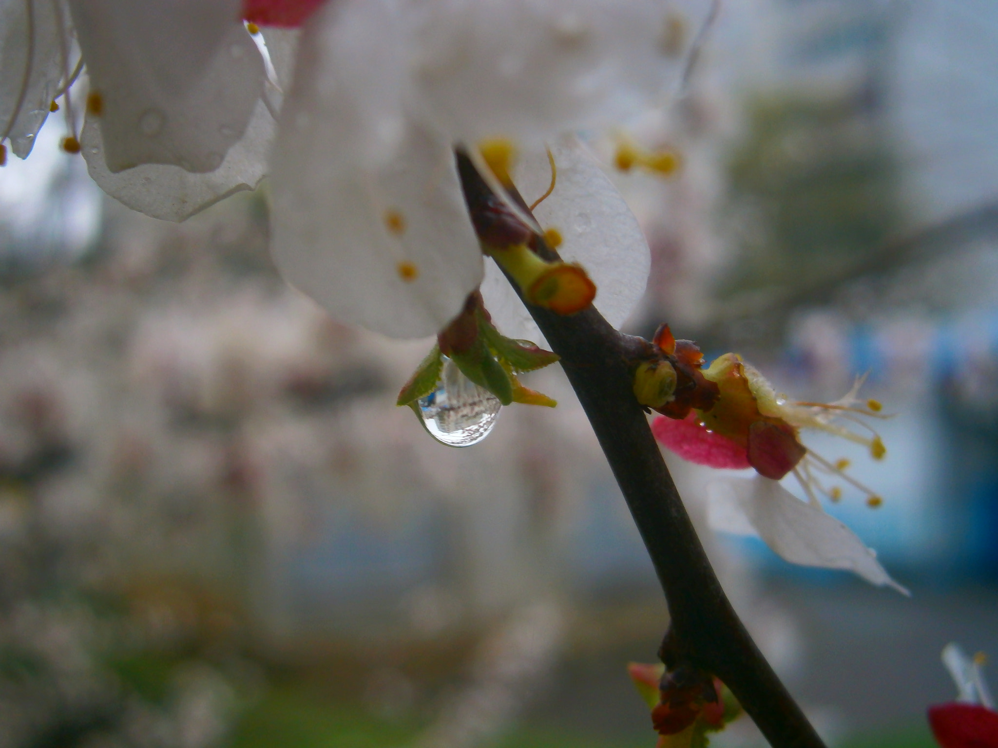 Olympus VG130,D710 sample photo. Spring photography