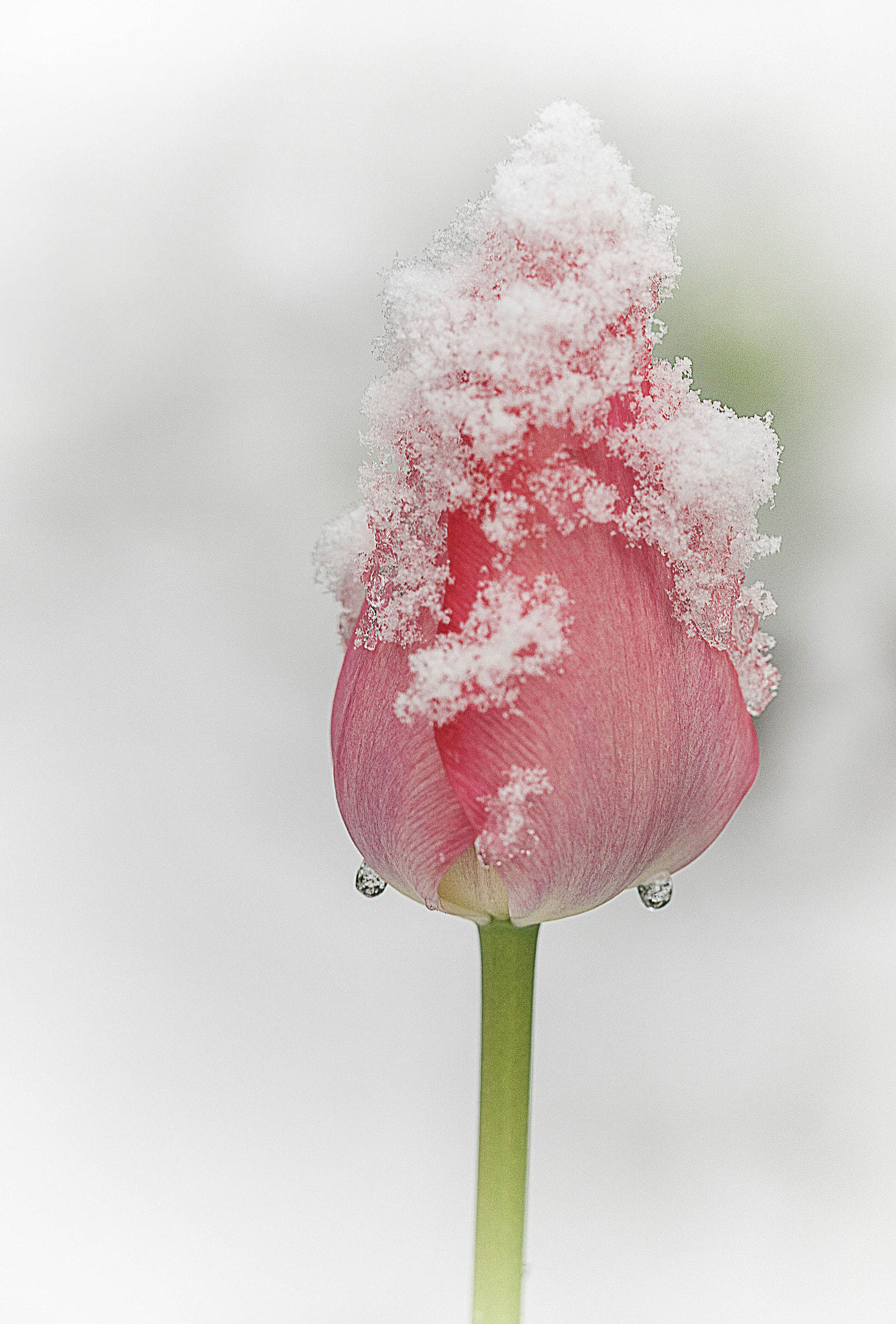 150mm F2.8 sample photo. Frozen tulip photography