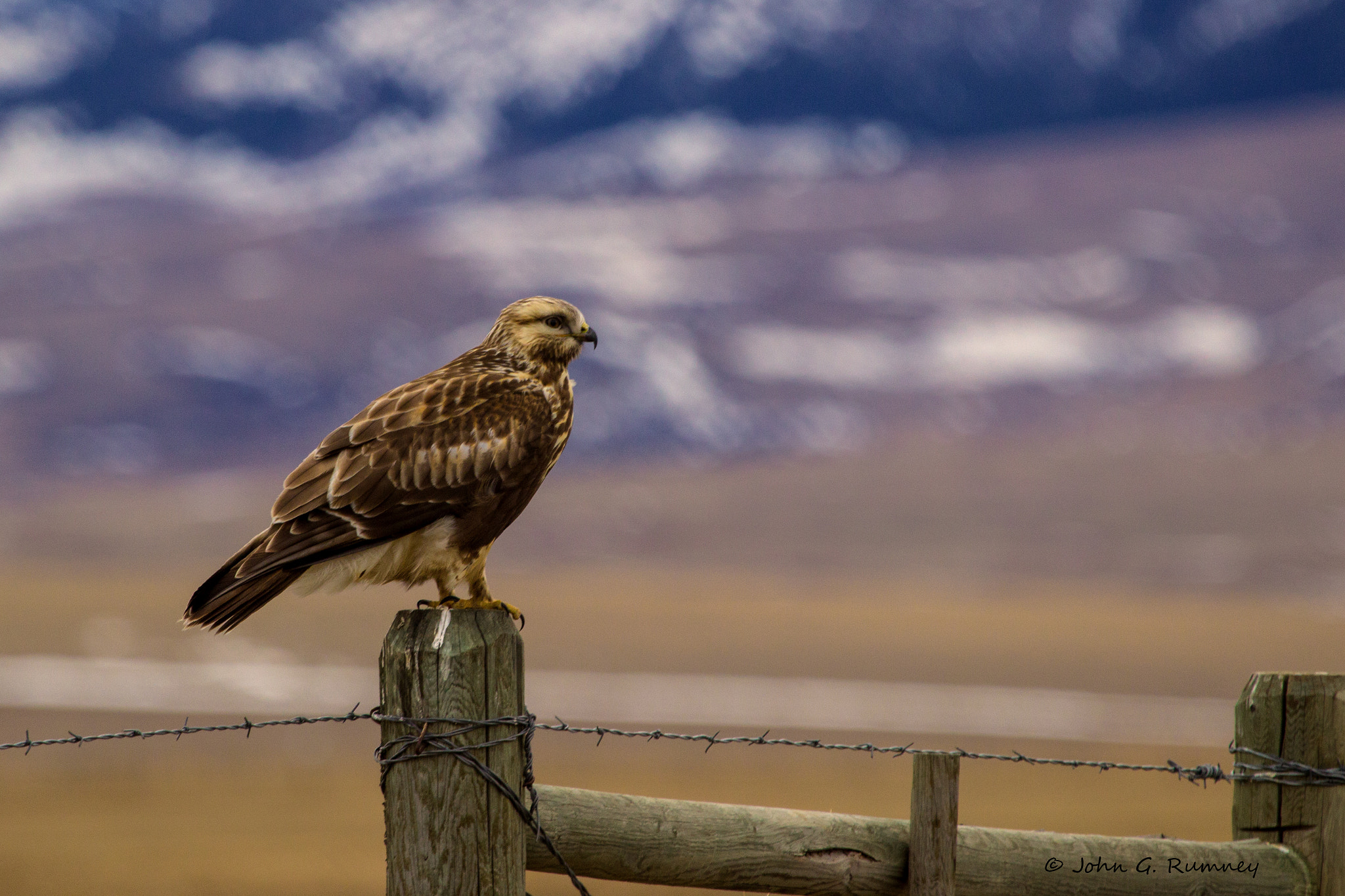 Canon EF 100-400mm F4.5-5.6L IS USM sample photo. Rough-legged hawk photography