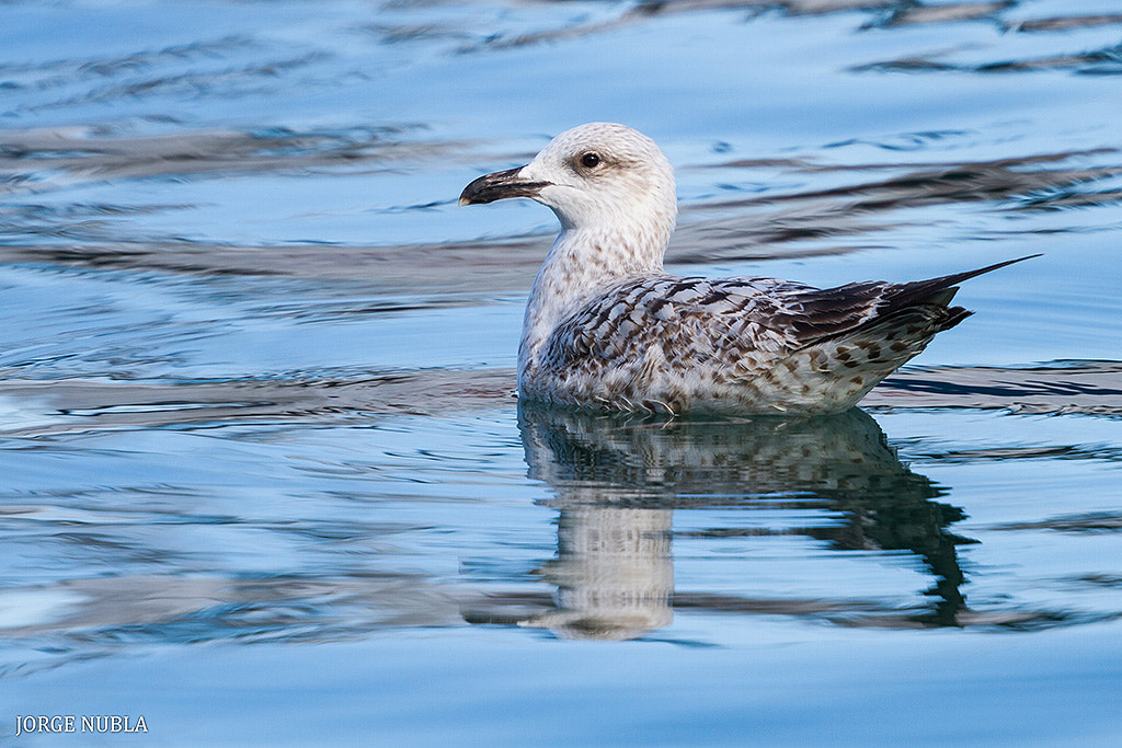 Canon EF 500mm F4L IS II USM sample photo. Gaviota patiamarilla (larus michahellis). photography