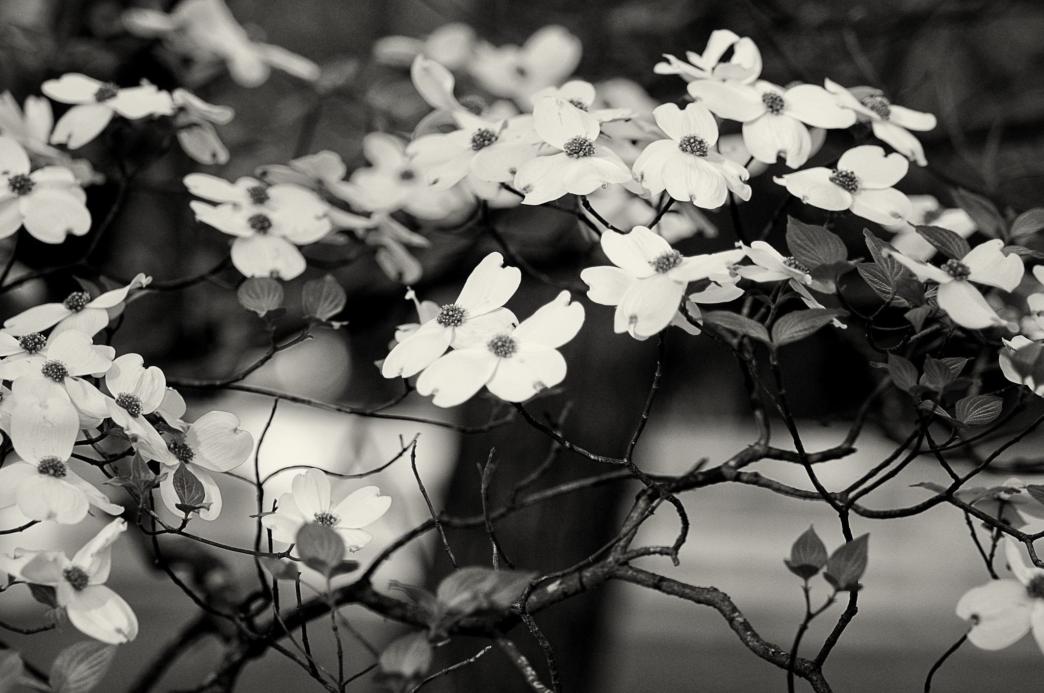 Nikon D90 sample photo. Tree in bloom photography