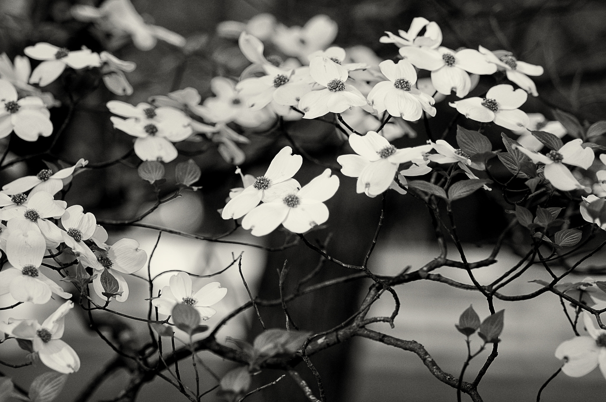 Nikon D90 + Sigma 70-200mm F2.8 EX DG OS HSM sample photo. Tree in bloom photography