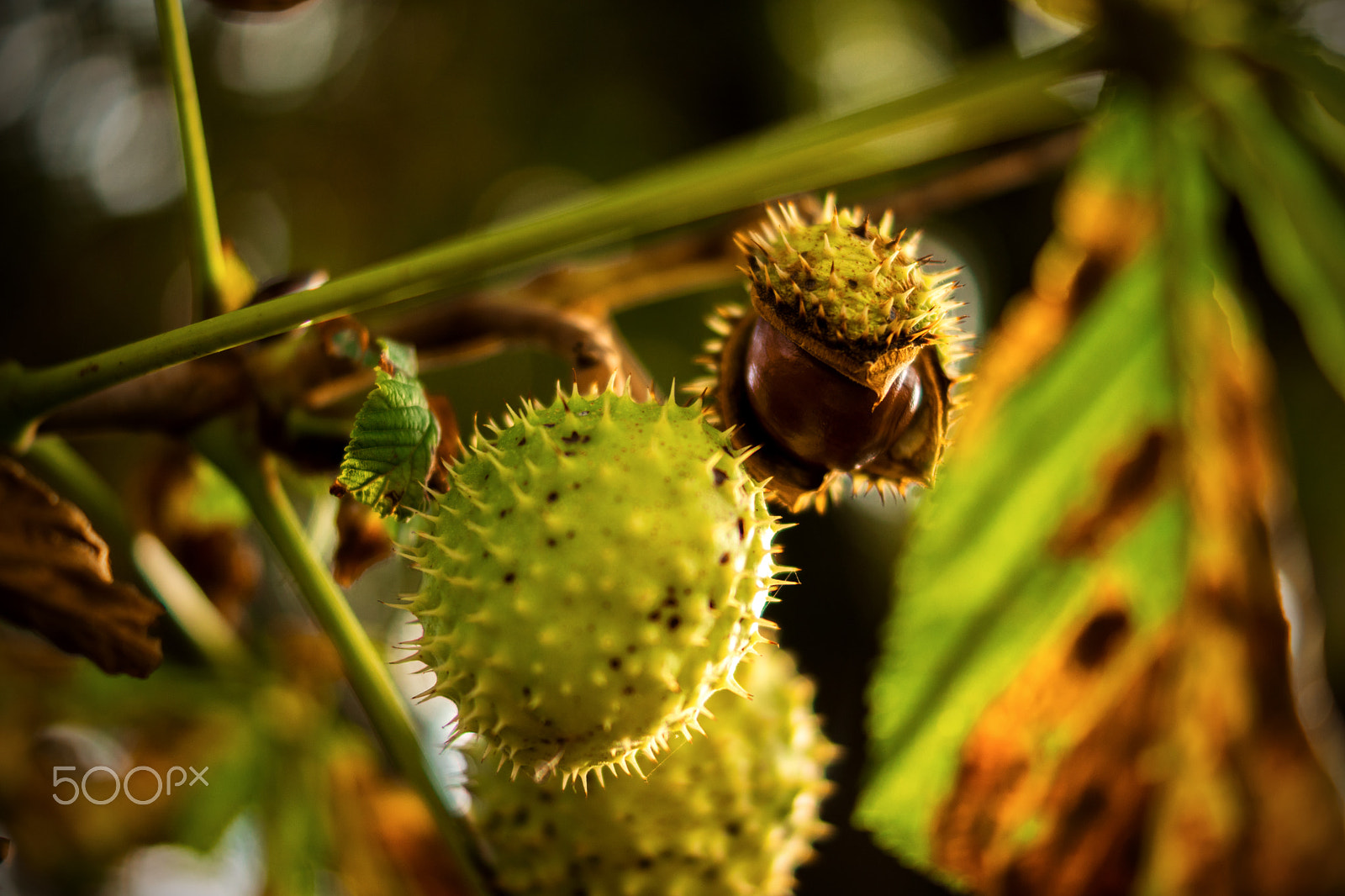 Sony SLT-A65 (SLT-A65V) + Sony DT 35mm F1.8 SAM sample photo. Autumn chestnut photography