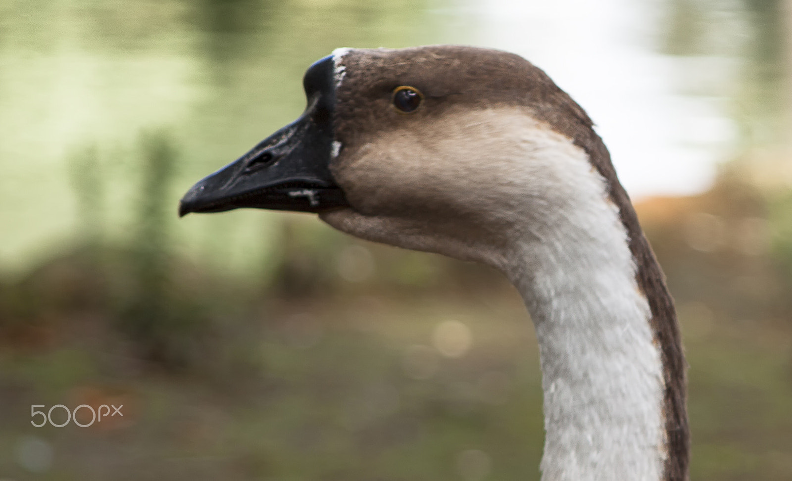 Canon EF 28-105mm f/3.5-4.5 USM sample photo. Japanese goose photography