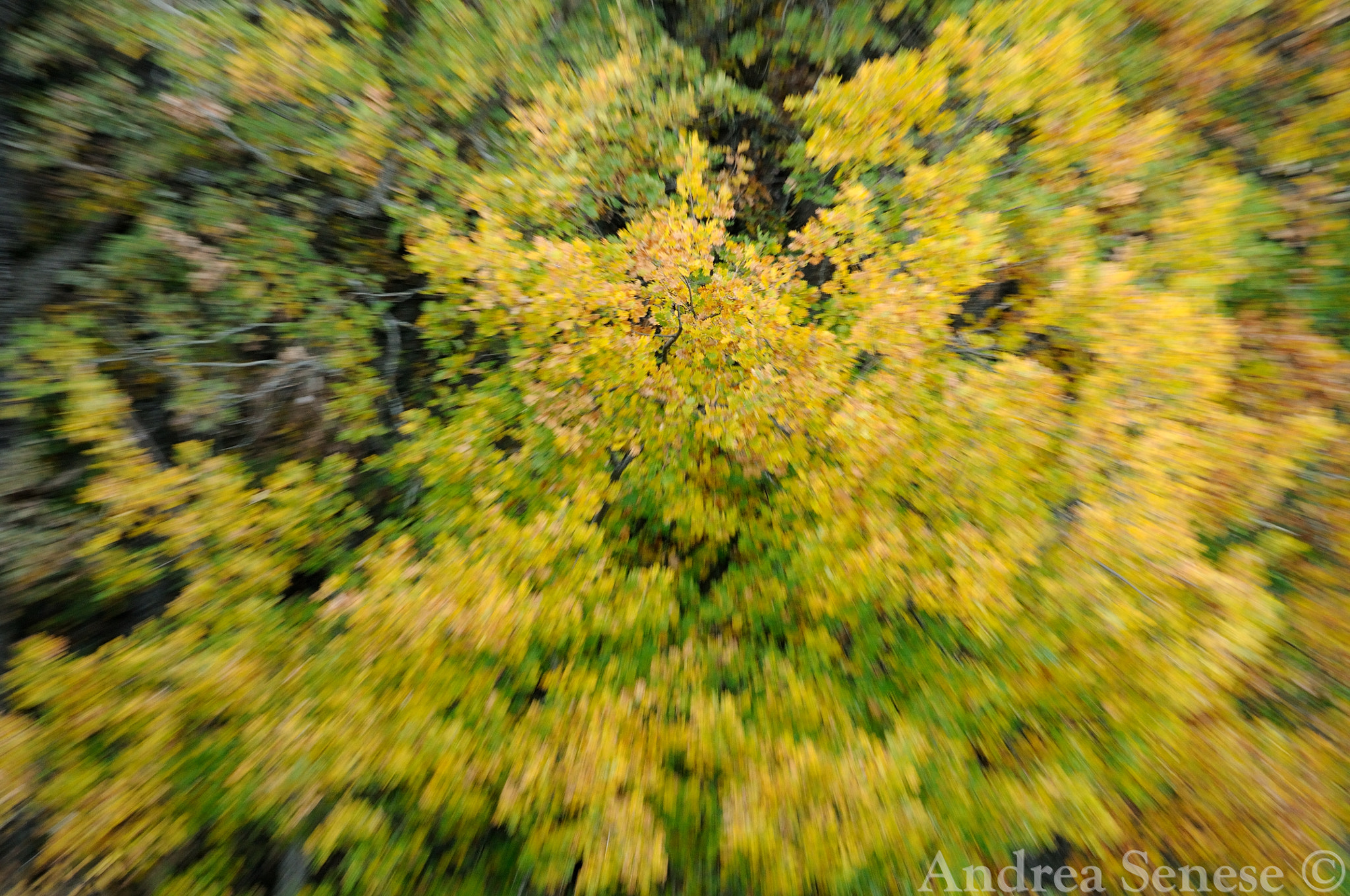 Nikon D300S + Nikon AF-S Nikkor 70-300mm F4.5-5.6G VR sample photo. Welcome autumn - quercus cerris. photography