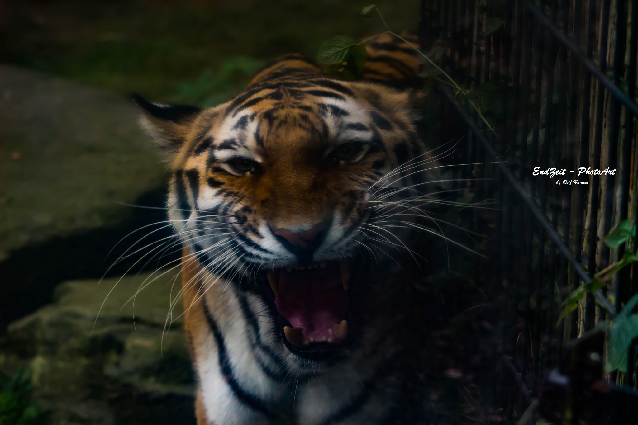 Canon EF 75-300mm f/4-5.6 USM sample photo. ... aggressive ... photography