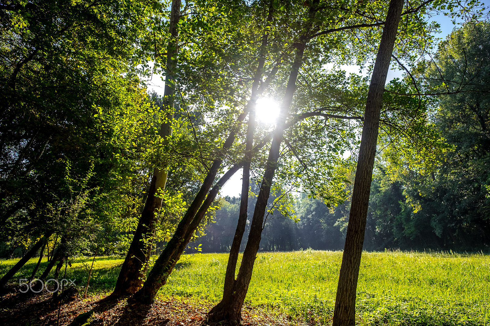 Fujifilm X-T10 + Fujifilm XF 14mm F2.8 R sample photo. Verde stagione               px photography