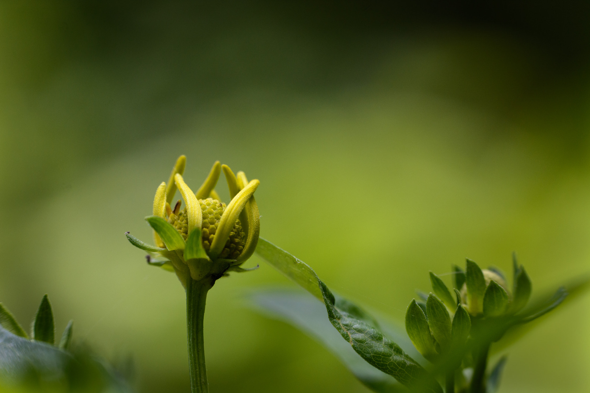 Sigma 50-150mm F2.8 EX APO DC OS HSM sample photo. Waning bloom photography