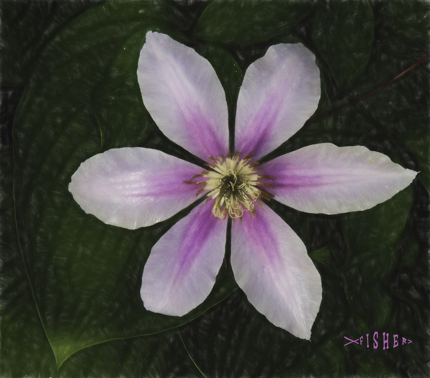 Canon EOS 650D (EOS Rebel T4i / EOS Kiss X6i) sample photo. Clematis photography