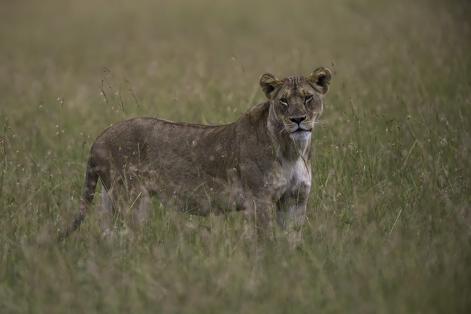 Canon EF 600mm F4L IS II USM sample photo. Mara lioness photography