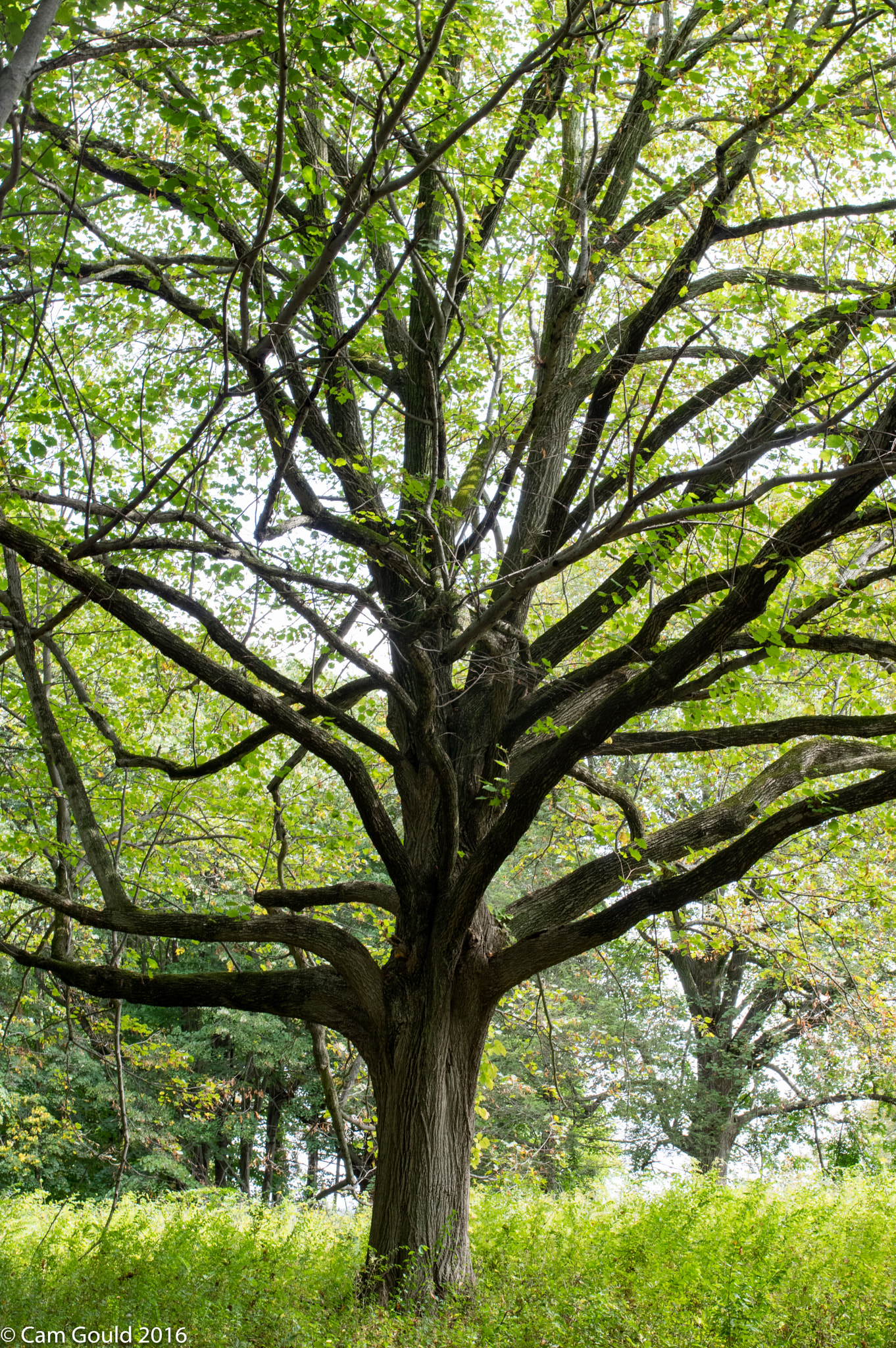 Pentax K-3 sample photo. Tree and tree photography