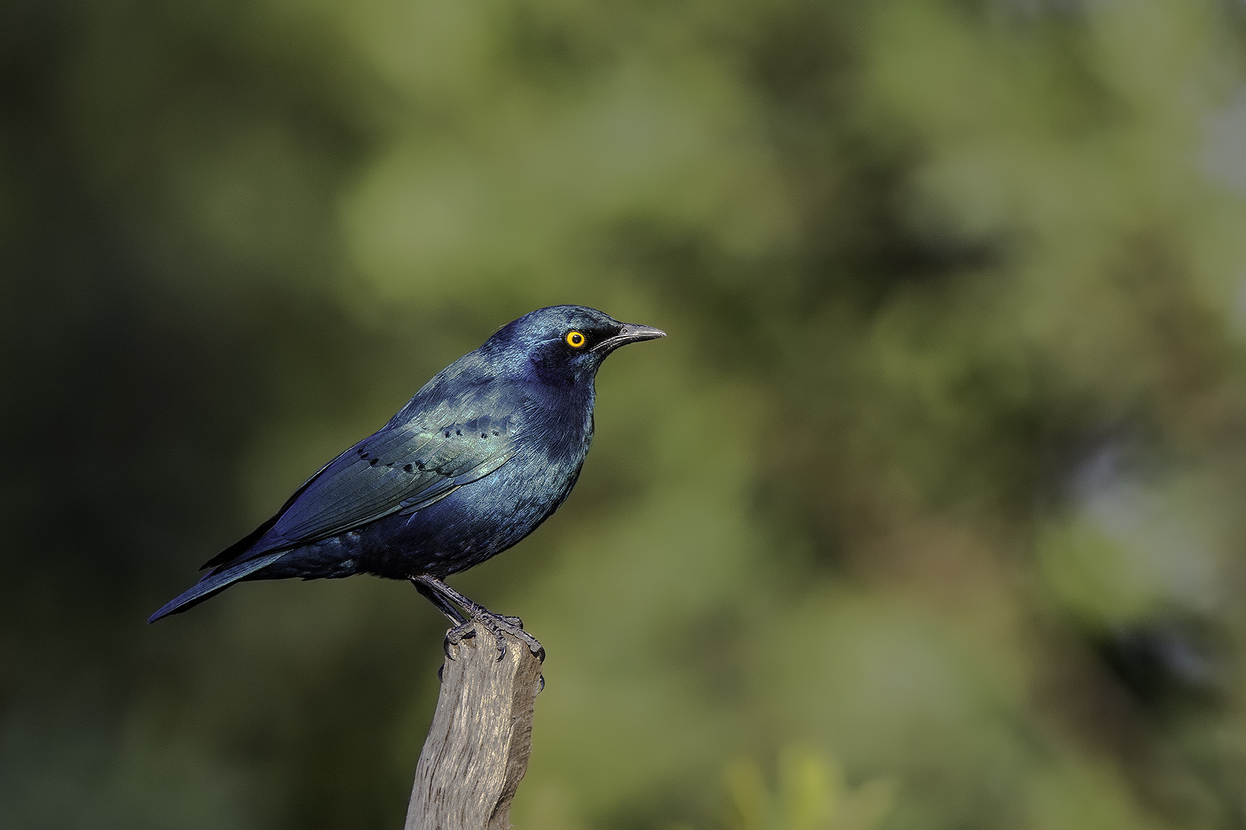 Canon EOS-1D X + Canon EF 600mm F4L IS II USM sample photo. Starling photography