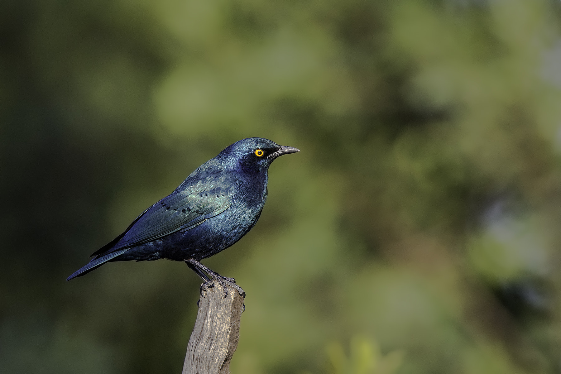 Canon EF 600mm F4L IS II USM sample photo. Starling photography