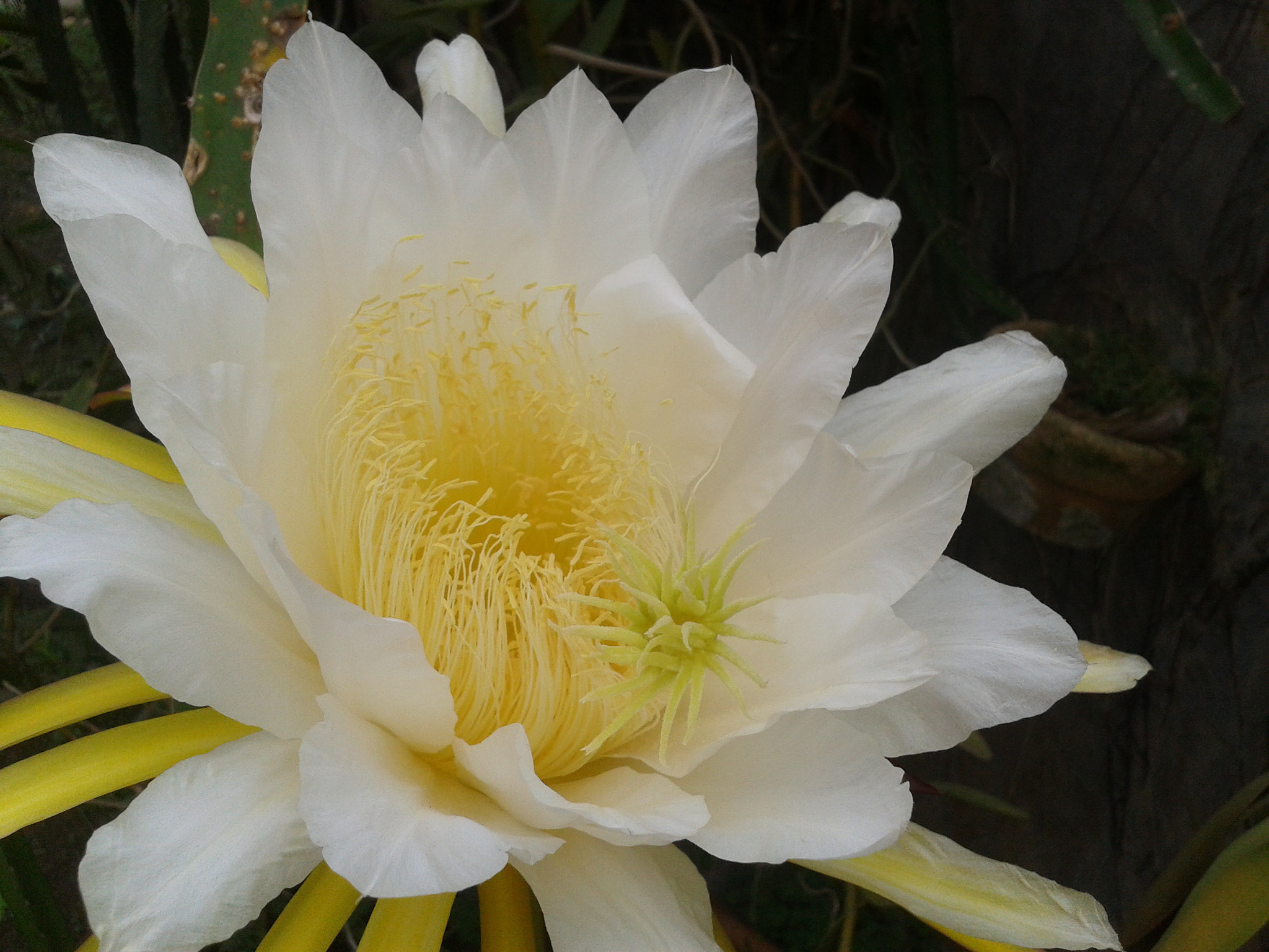 Samsung Galaxy Ace sample photo
